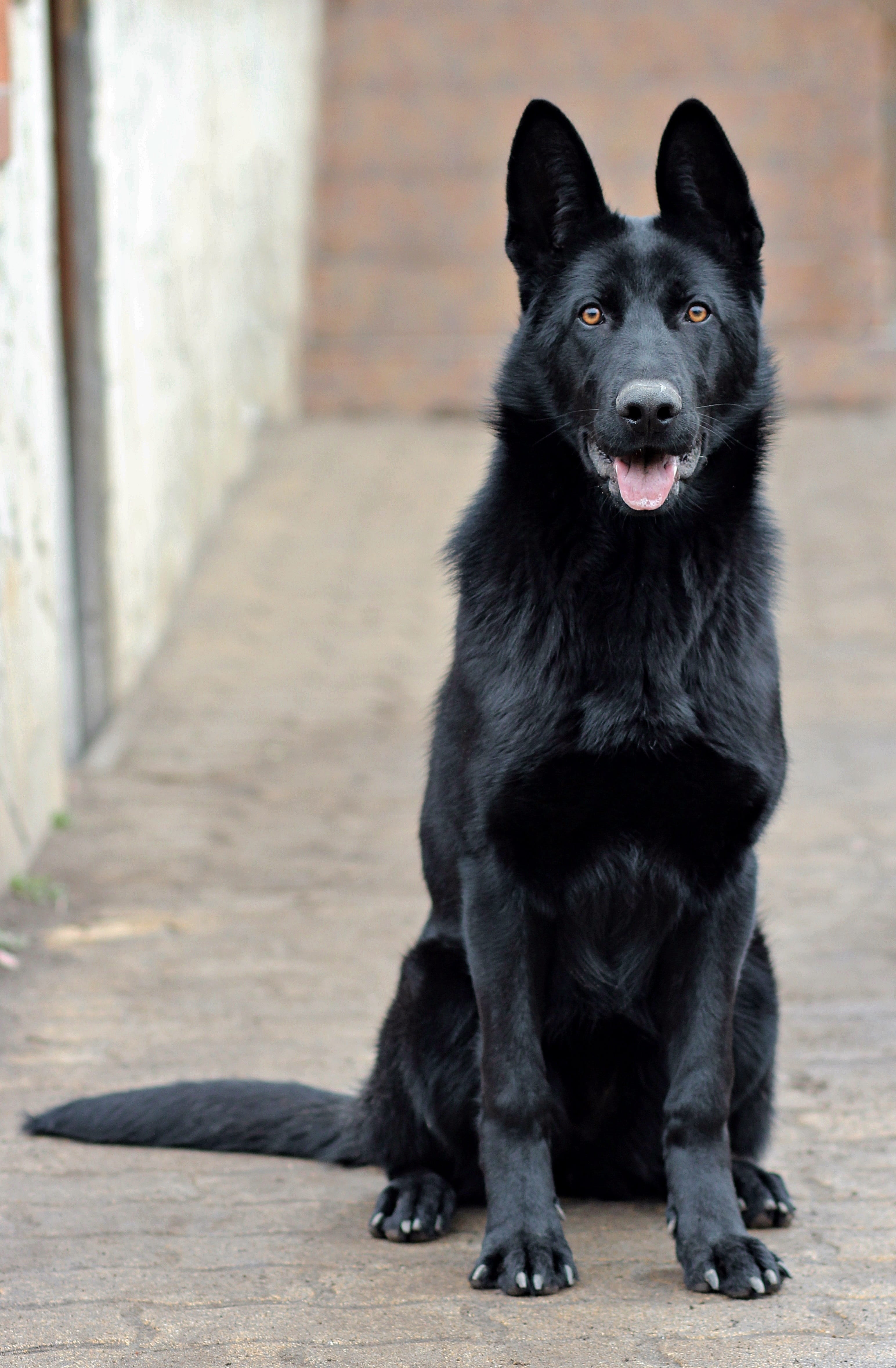 one animal, mouth open, pets, full length, black, beauty, german, dog, 4K, sitting, day, portrait, vertebrate, footpath, domestic animals, mammal, looking at camera, Phone HD Wallpaper