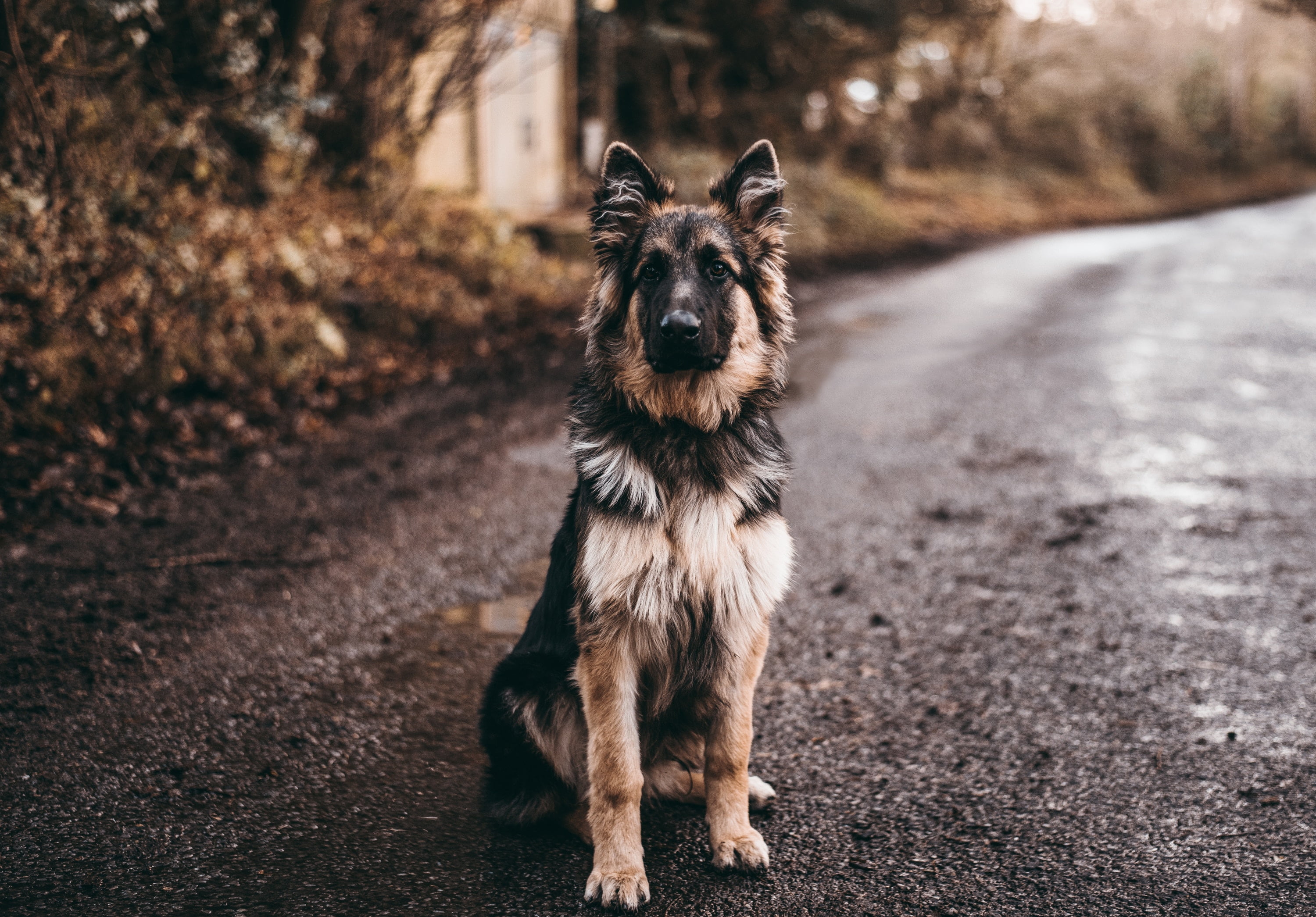 outdoors, pets, portrait, young Animal, mammal, cute, sheepdog, brown, domestic Animals, alertness, day, fur, protection, animal, no people, purebred Dog, HD Wallpaper
