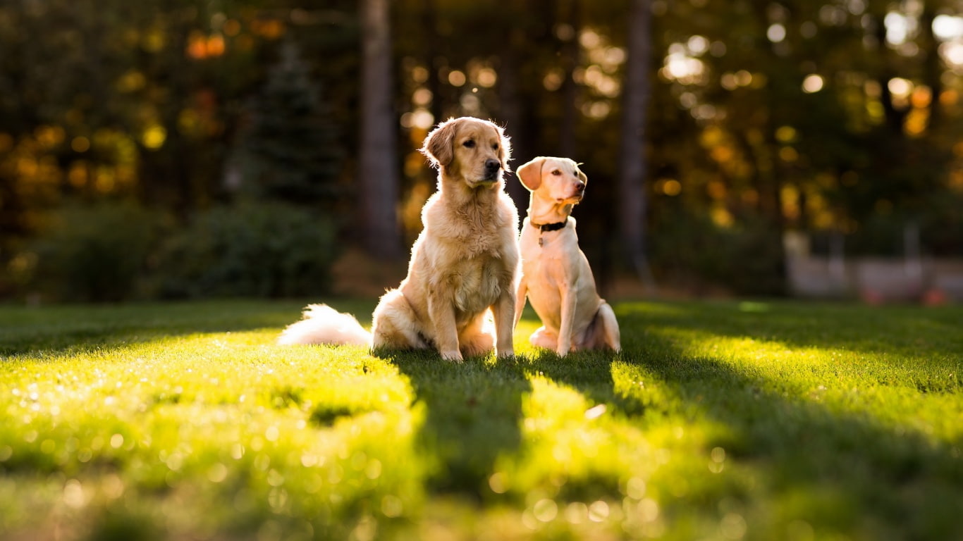 depth of field, dog, photography, depth, animals, labrador, field, golden retriever, lovely, 720P, golden, retriever, sunshine, dogs, HD Wallpaper