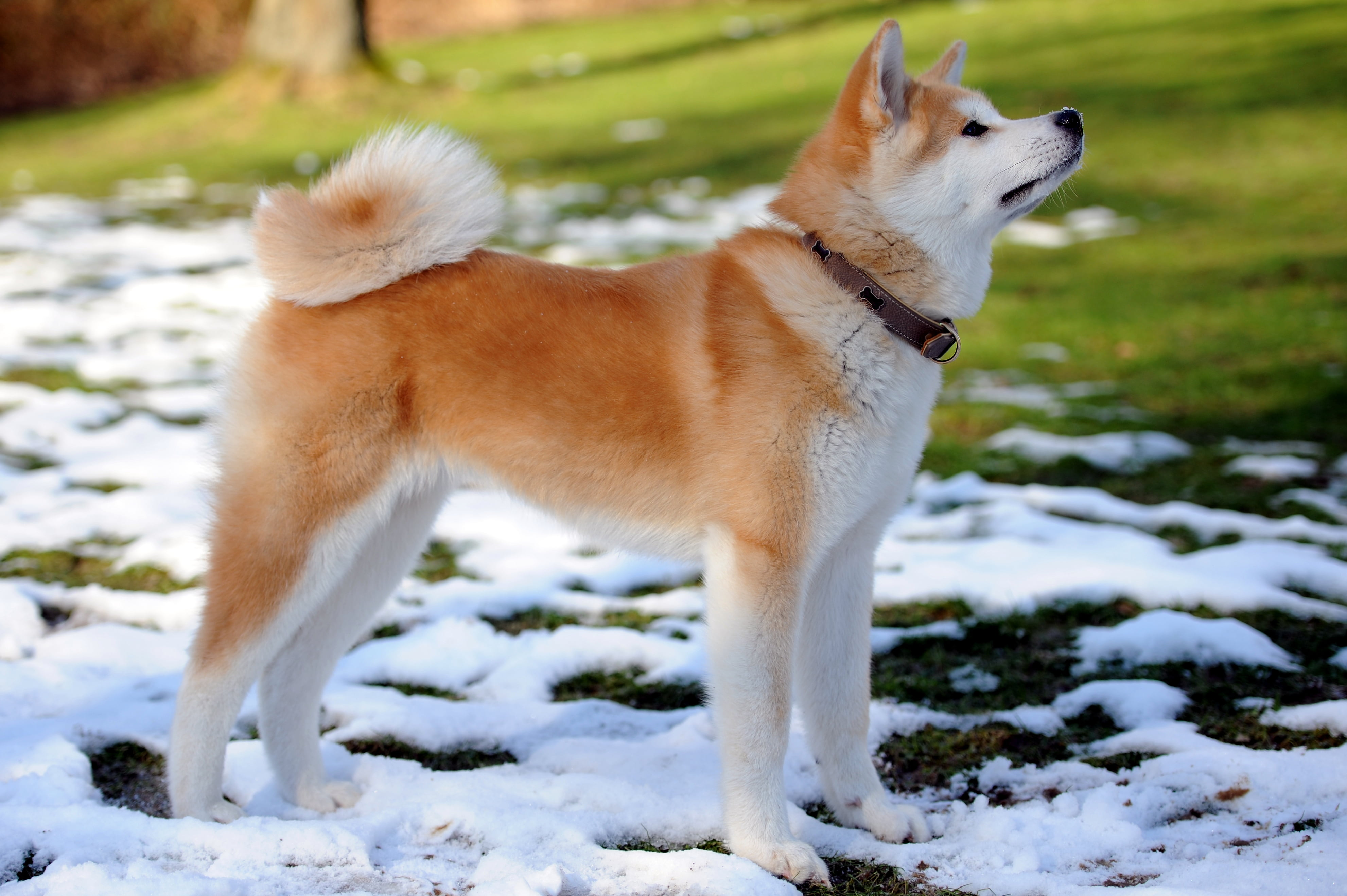 park - Man Made Space, malamute, pets, sled Dog, adult, dog, beauty In Nature, spring, white, obedience, young Animal, field, shiba, friendship, puppy, HD Wallpaper