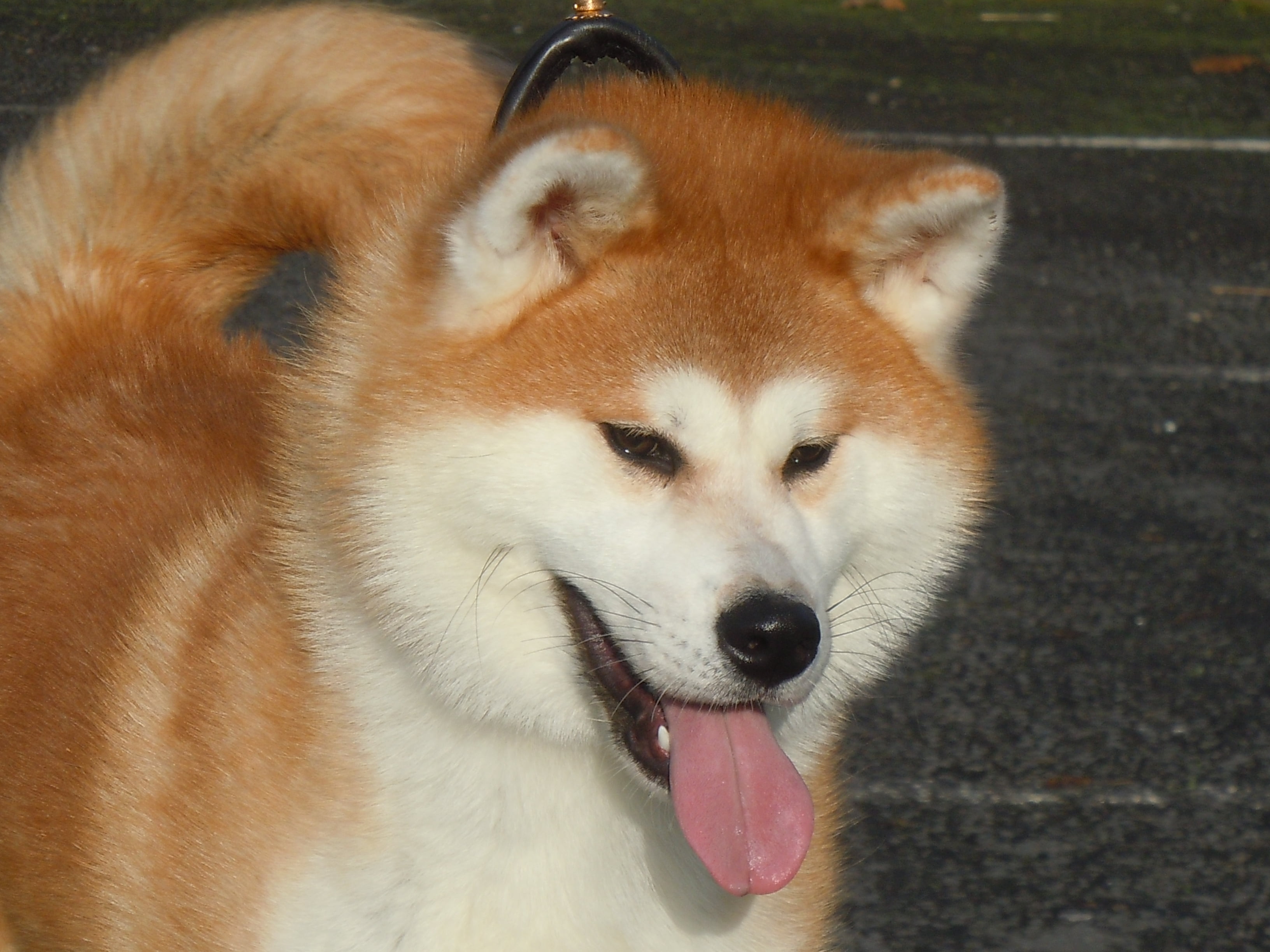 akita inu, inu, sticking out tongue, sled Dog, no people, white, dog, close-up, friendship, domestic Animals, animal body part, purebred Dog, cute, brown, HD Wallpaper