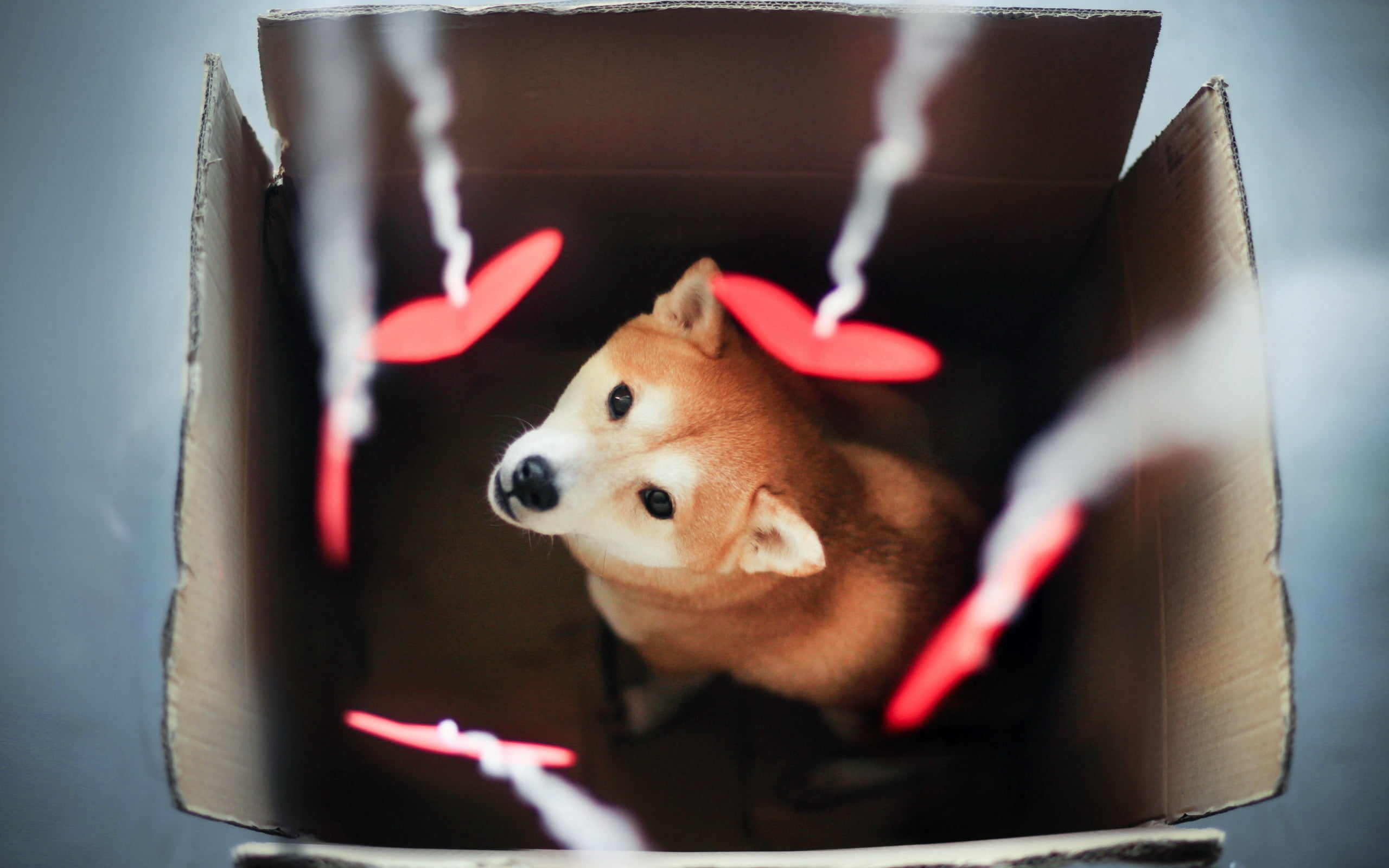 purebred Dog, focus on foreground, vertebrate, pets, chihuahua - dog, mammal, 2K, cute, akita inu, red, adult, sled Dog, looking, domestic Animals, one Animal, HD Wallpaper