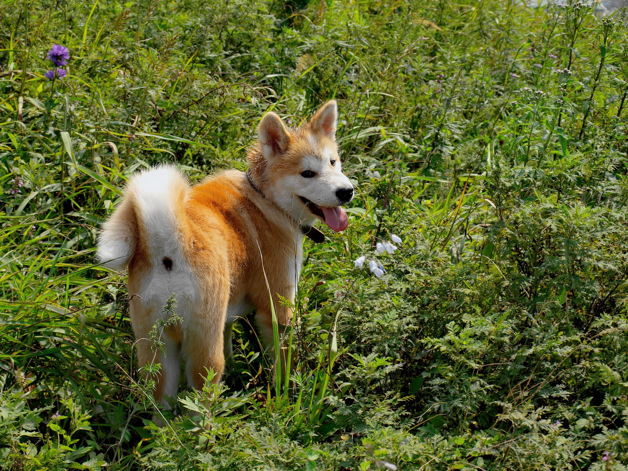 friendship, vertebrate, animal themes, puppy, meadow, domestic, pets, walk, plant, cute, nature, white, mouth open, brown, playful, grass, fun, akita, park - Man Made Space, HD Wallpaper
