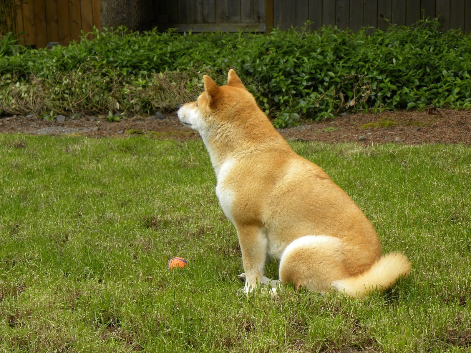 one animal, no people, close-up, field, whisker, 720P, inu, domestic animals, cute, animal themes, green color, shiba, plant, akita inu, domestic, young Animal, HD Wallpaper