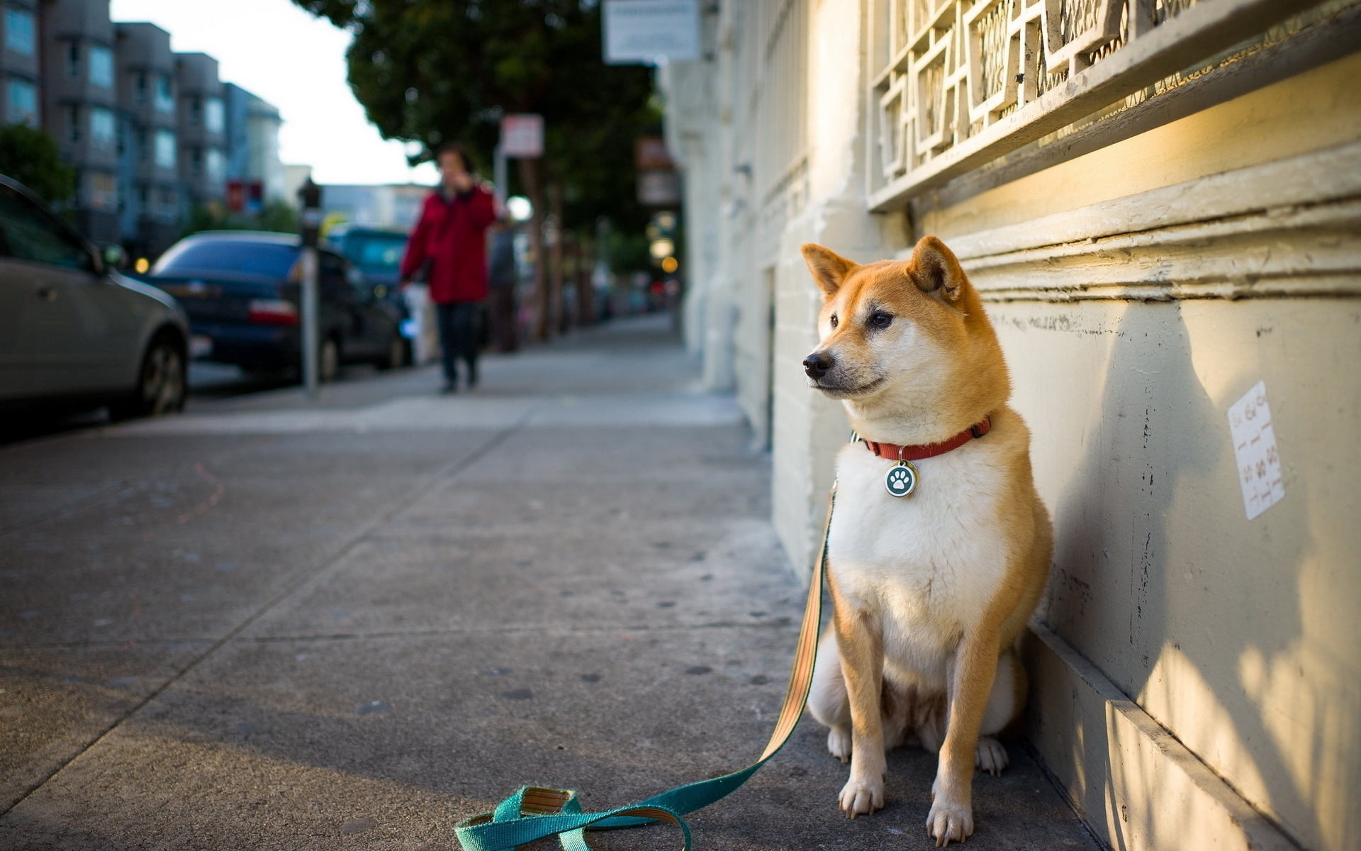 animal themes, adult, day, building exterior, dog, one animal, looking, sit, street, footpath, urban Scene, leash, cute, city, built structure, focus on foreground, HD Wallpaper