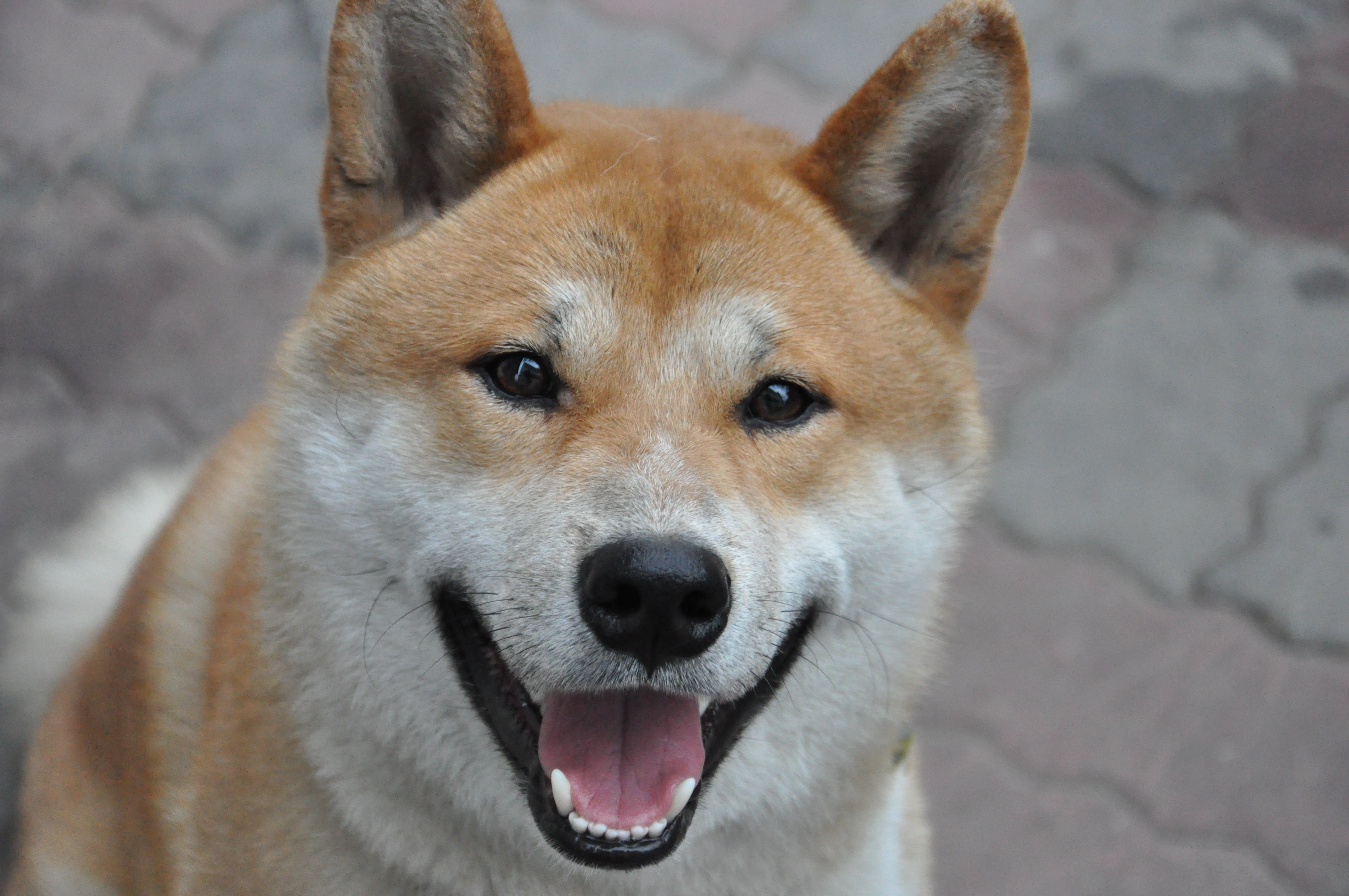 animal, mammal, one animal, focus, domestic animals, animal body part, panting, selective, portrait, photography, mouth, shiba inu, close-up, looking at camera, HD Wallpaper