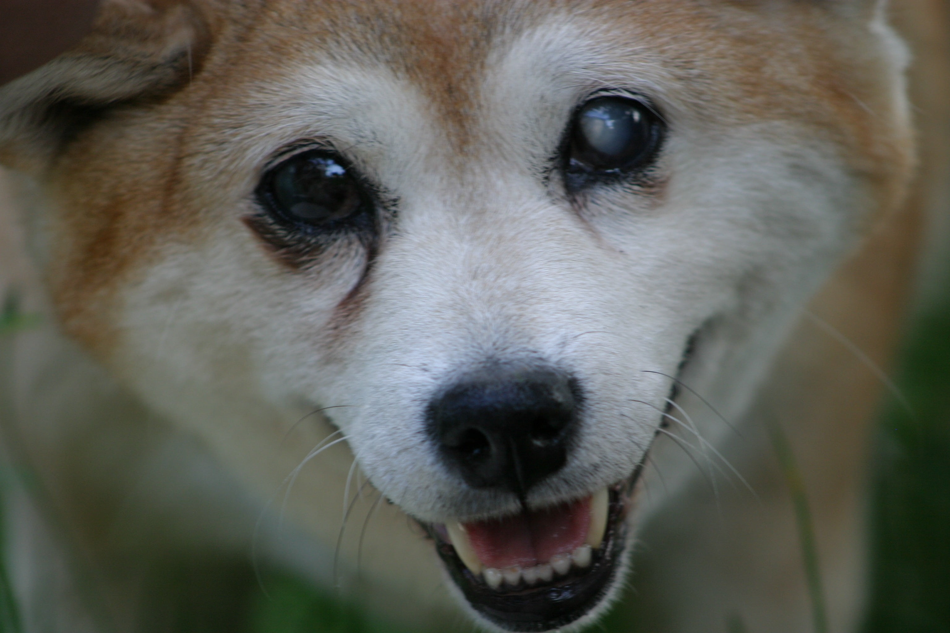 animal, looking at camera, pets, portrait, one animal, shiba, domestic, mouth open, shiba inu, animal nose, inu, animal eye, domestic animals, adult, puppy, HD Wallpaper