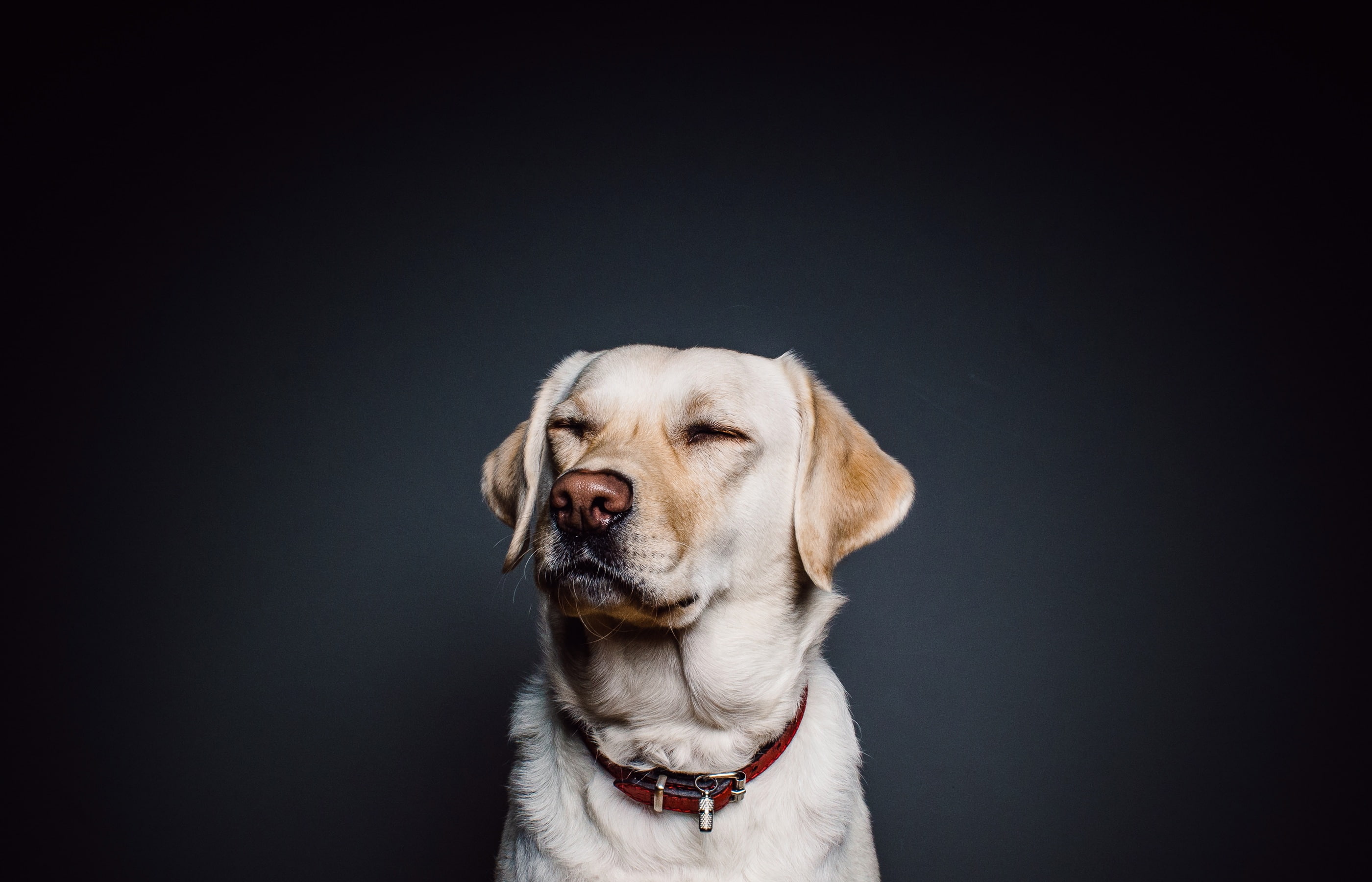 nose, 2K, pet, retriever, simple, dog, labrador, collar, animal, HD Wallpaper