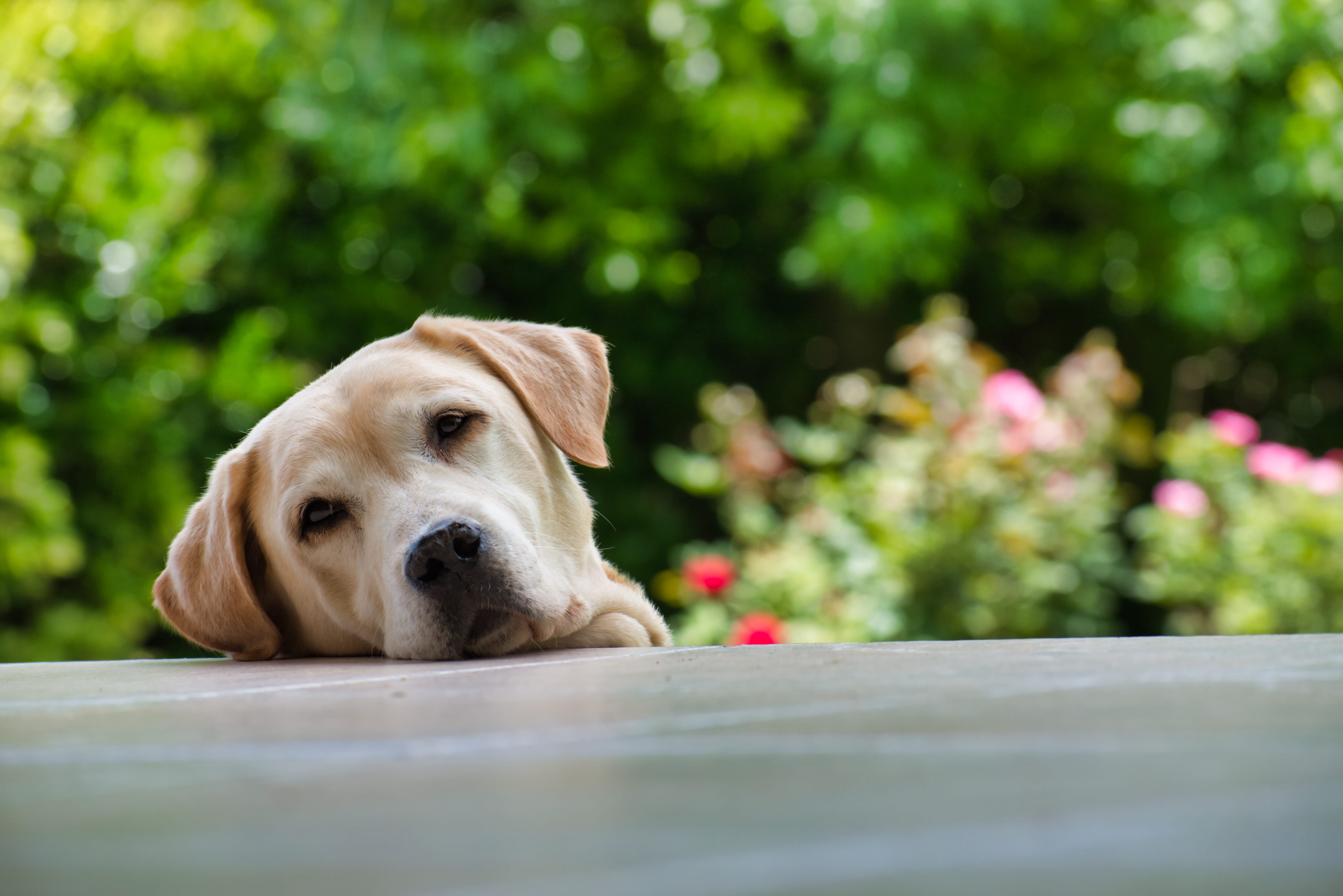 focus on foreground, relaxation, labrador, nature, blossom, no people, animal, white dog, pansy, retriever, vertebrate, plant, pets, yellow, domestic animals, HD Wallpaper