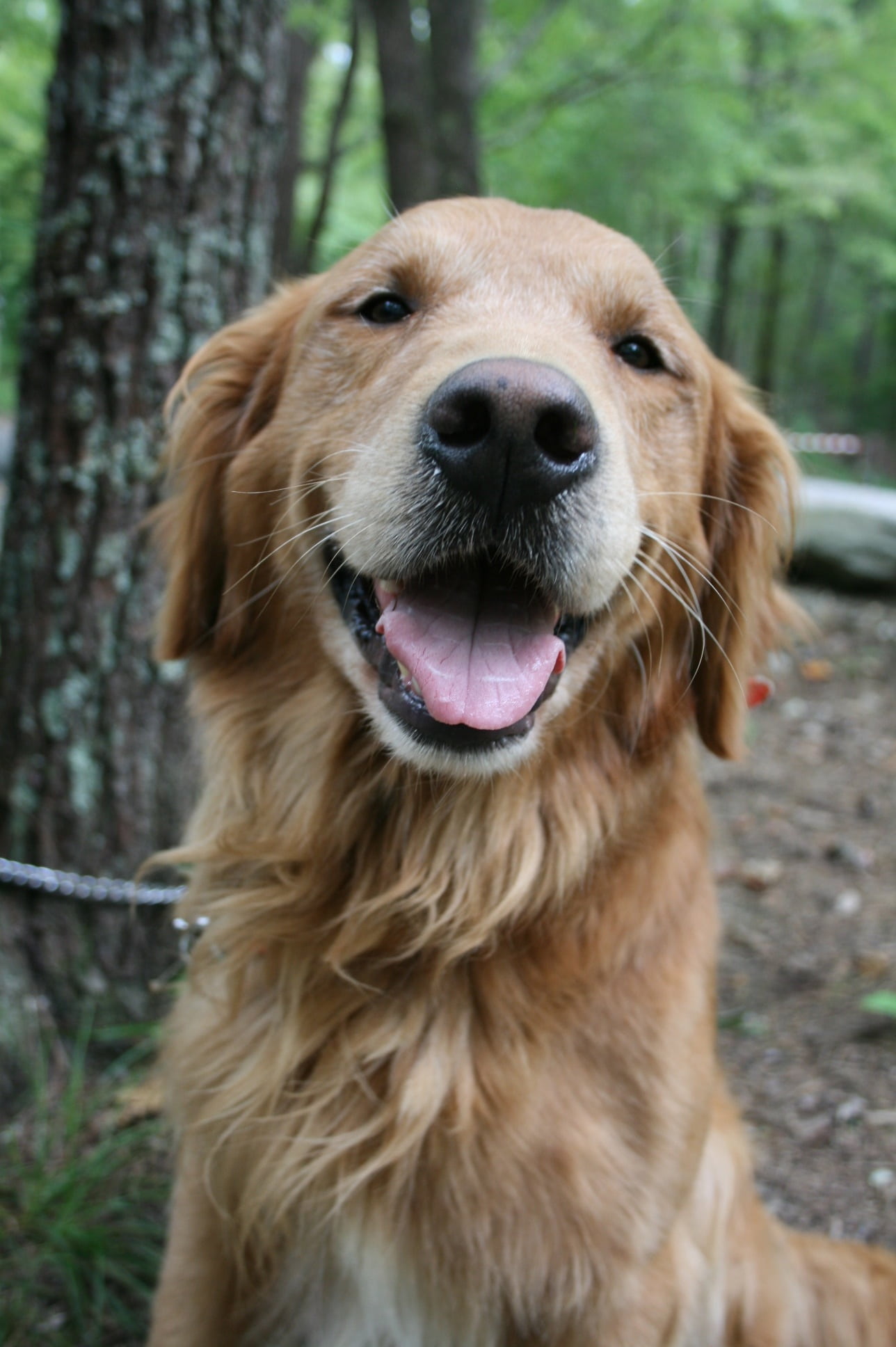 mammal, cute, adult, golden, brown, day, canine, happy, friend, no people, pup, domestic animals, friendly, smile, smiling, portrait, 1080P, animal themes, Phone HD Wallpaper