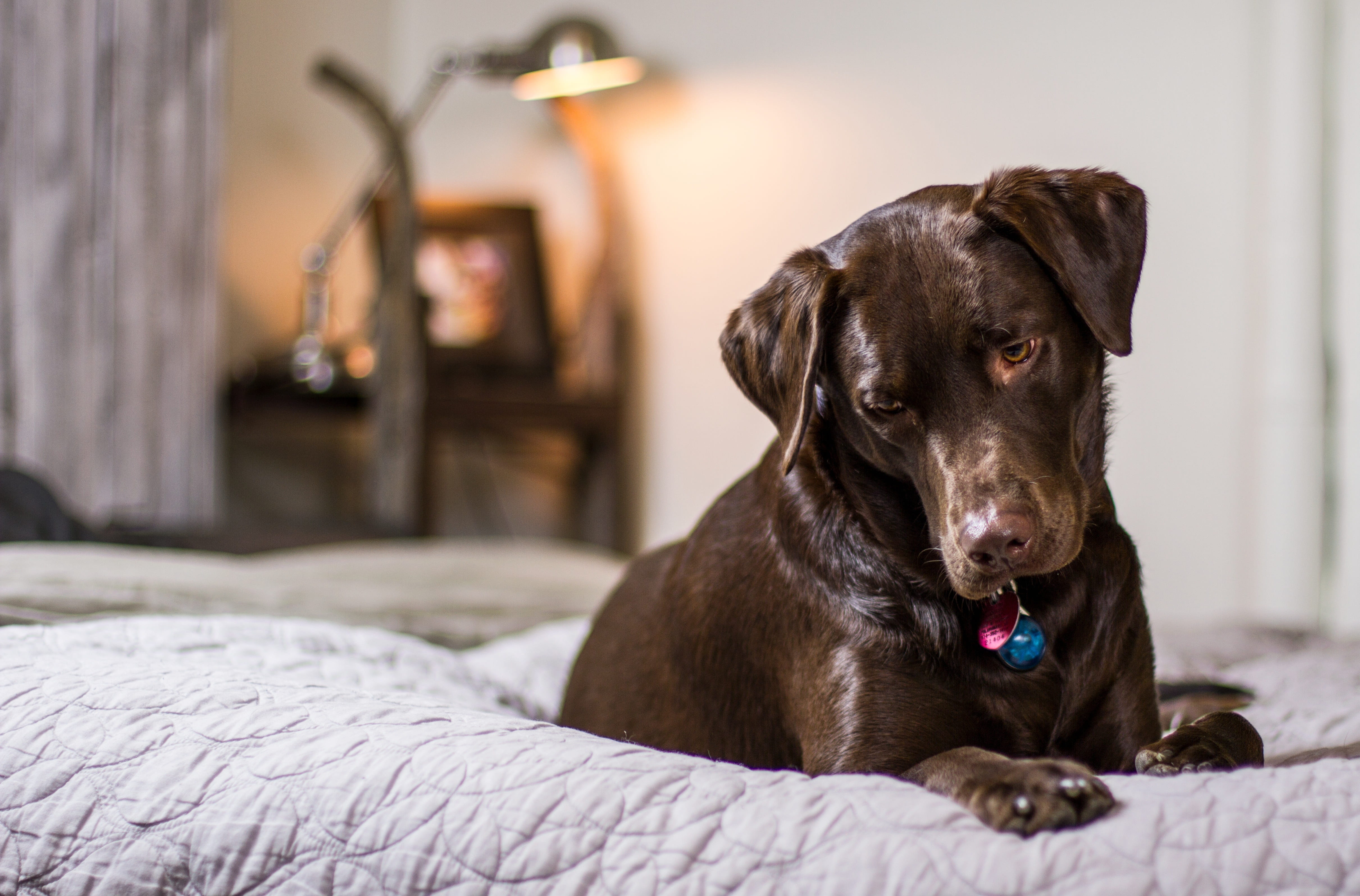 puppy, domestic animals, owner, playful, comfy, pedigree, mammal, animal head, dog, cute, lab, labrador, canine, animal themes, white, bedroom, face, domestic room, HD Wallpaper