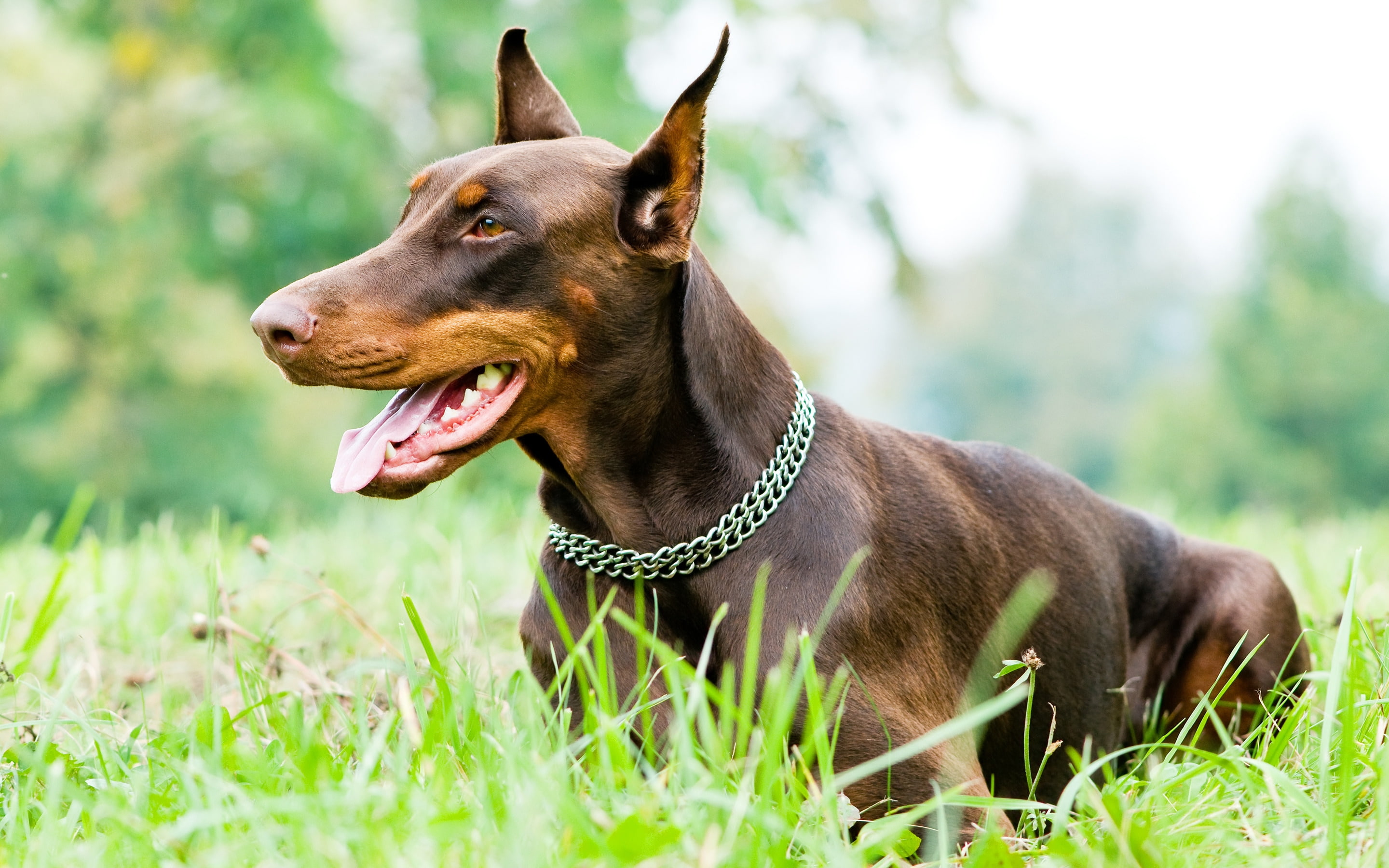 pinscher, 2K, doberman, HD Wallpaper