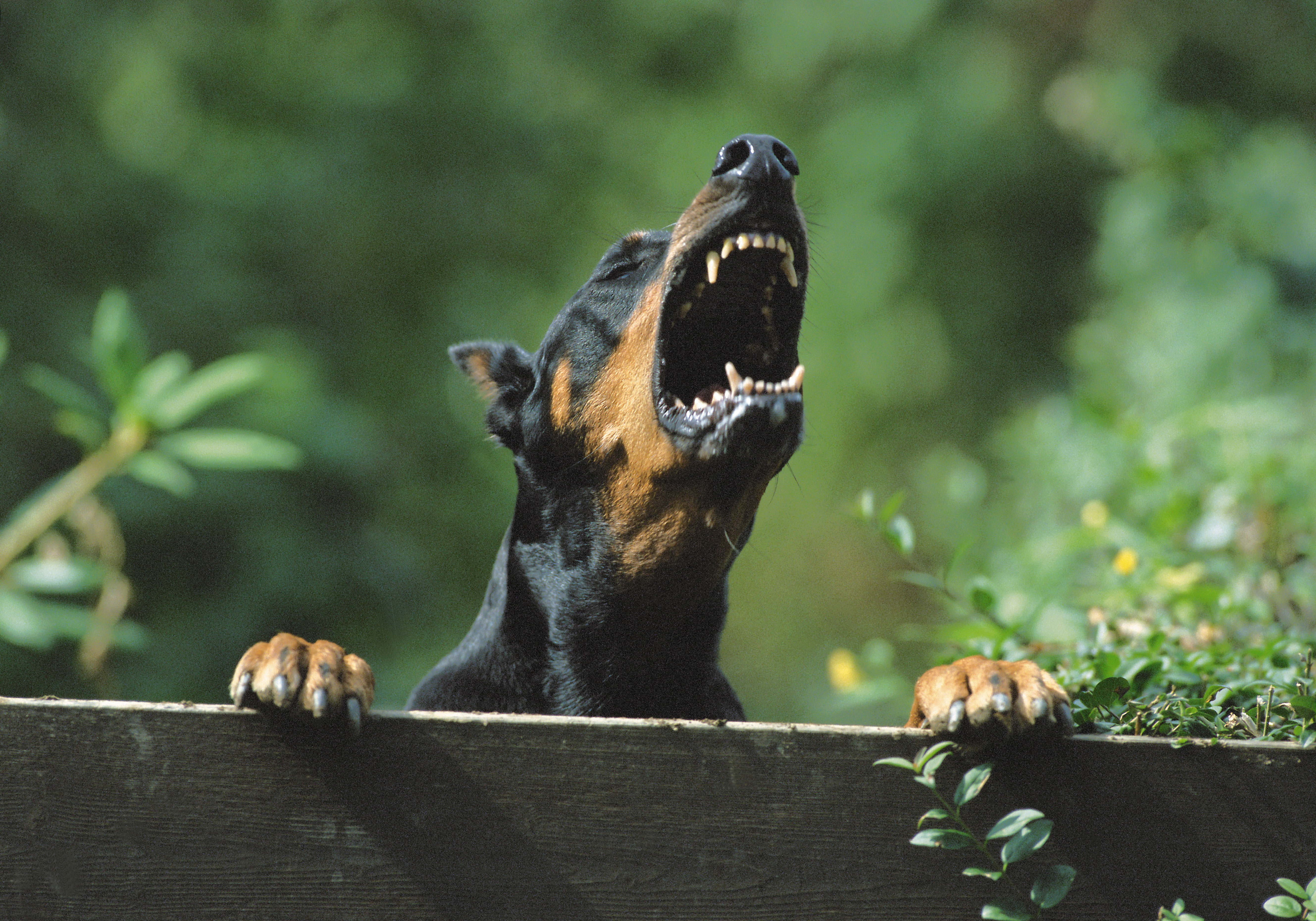 vertebrate, nature, focus on foreground, young animal, animal, dog, tan, archival, animals in the wild, no people, aggression, close-up, pinscher, mammal, HD Wallpaper