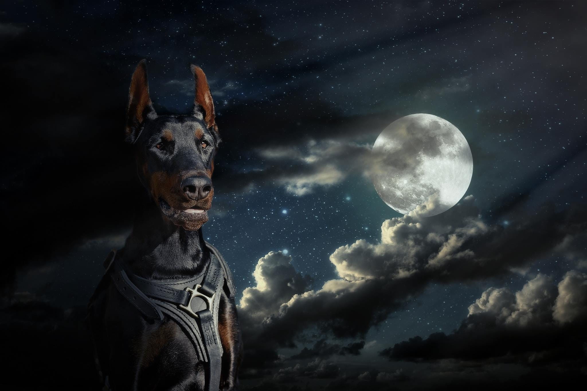 star - space, pinscher, 1080P, clouds, animal themes, cloud - sky, Doberman, space, At Night, full moon, nature, at night, domestic animals, one animal, HD Wallpaper