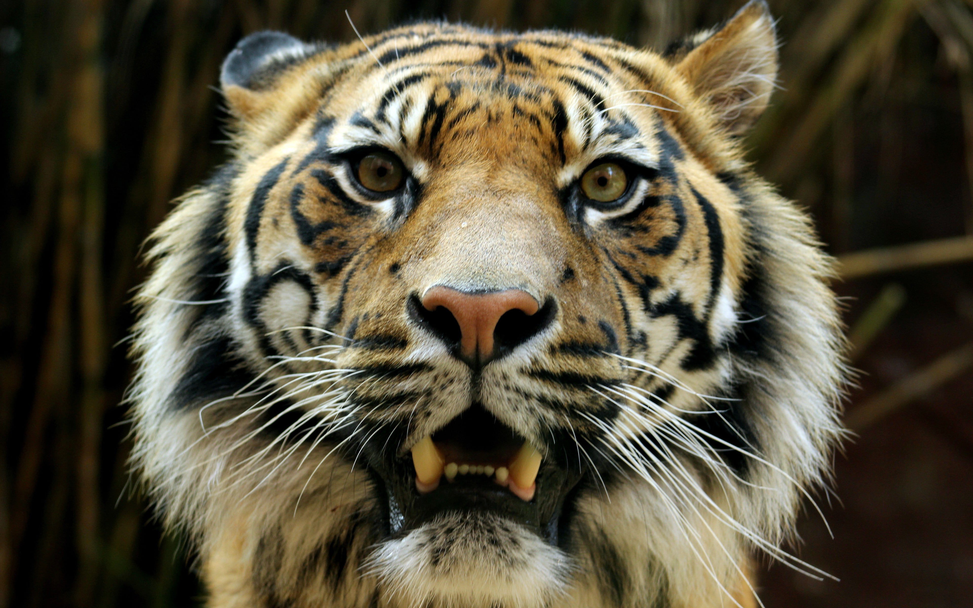 aggression, animal body part, portrait, print, striped, anger, mammal, tiger, animal themes, focus on foreground, one animal, no people, animal head, mouth open, HD Wallpaper