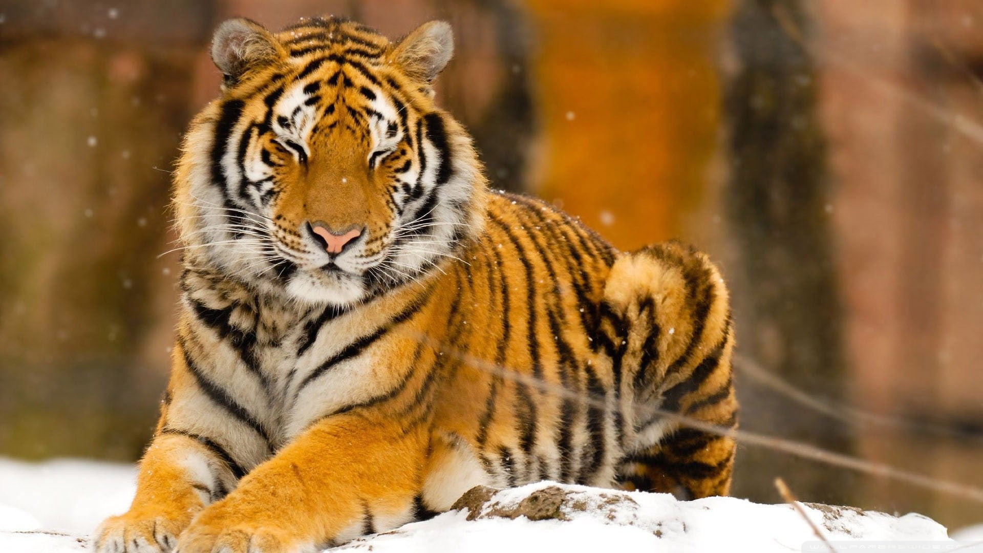 toy, snow, cat, cold temperature, animal themes, whisker, winter, zoo, nature, animals in the wild, animal wildlife, striped, snowing, tiger, black, portrait, HD Wallpaper