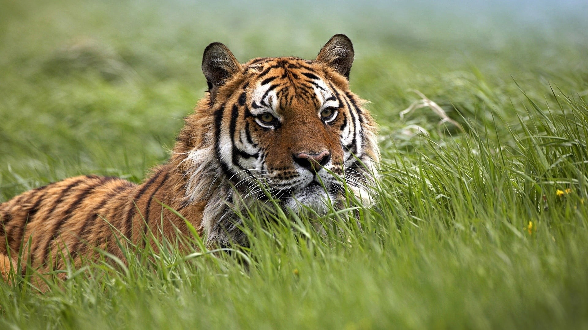 green color, animals in the wild, white, animals, tiger, animal wildlife, animal themes, nature, one animal, no people, black, big cat, mammal, plant, whisker, HD Wallpaper