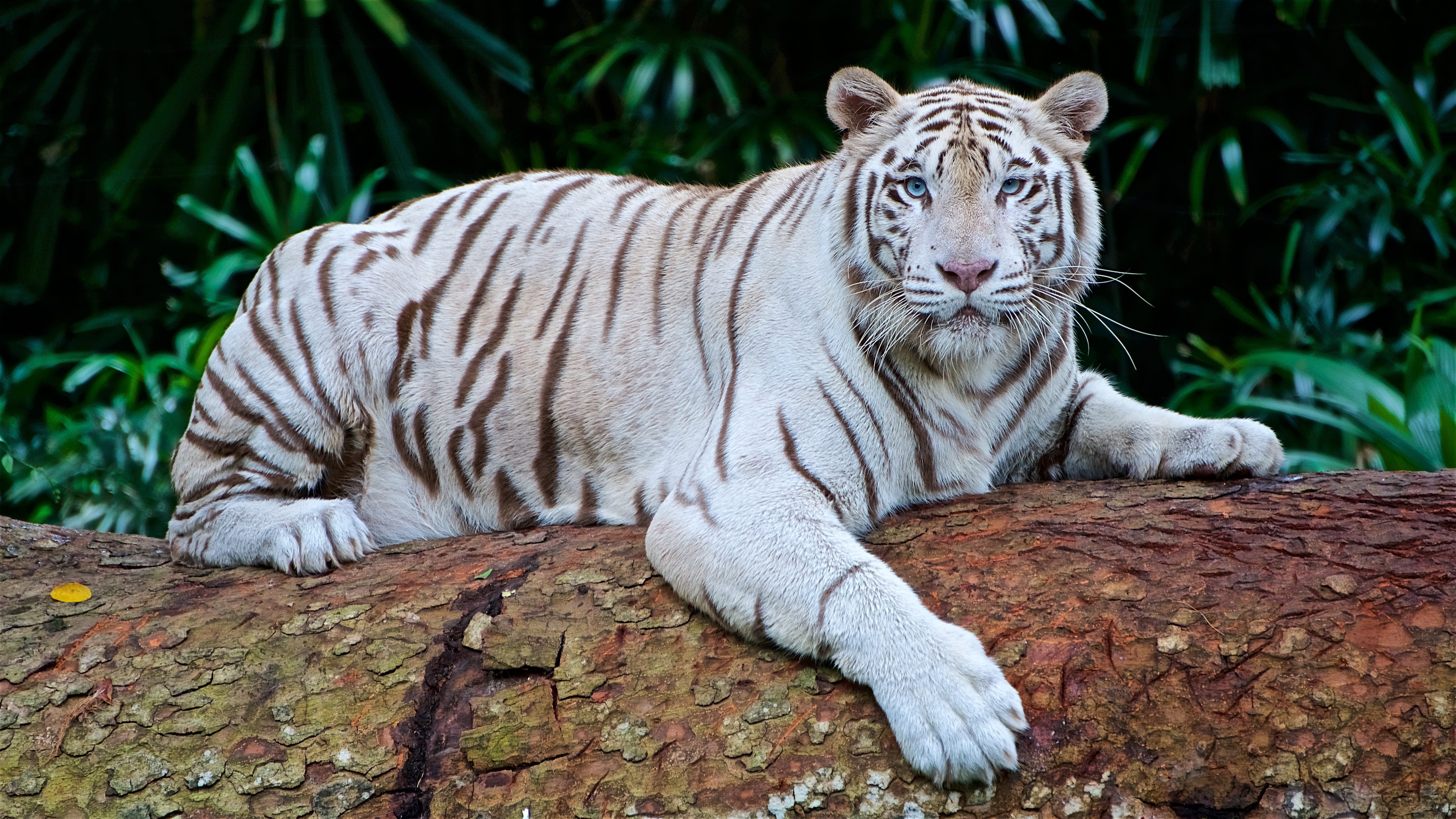 no people, photo, big Cat, 5K, animal wildlife, cat, feline, daytime, carnivore, animal, outdoors, focus on foreground, striped, one animal, nature, tree, HD Wallpaper