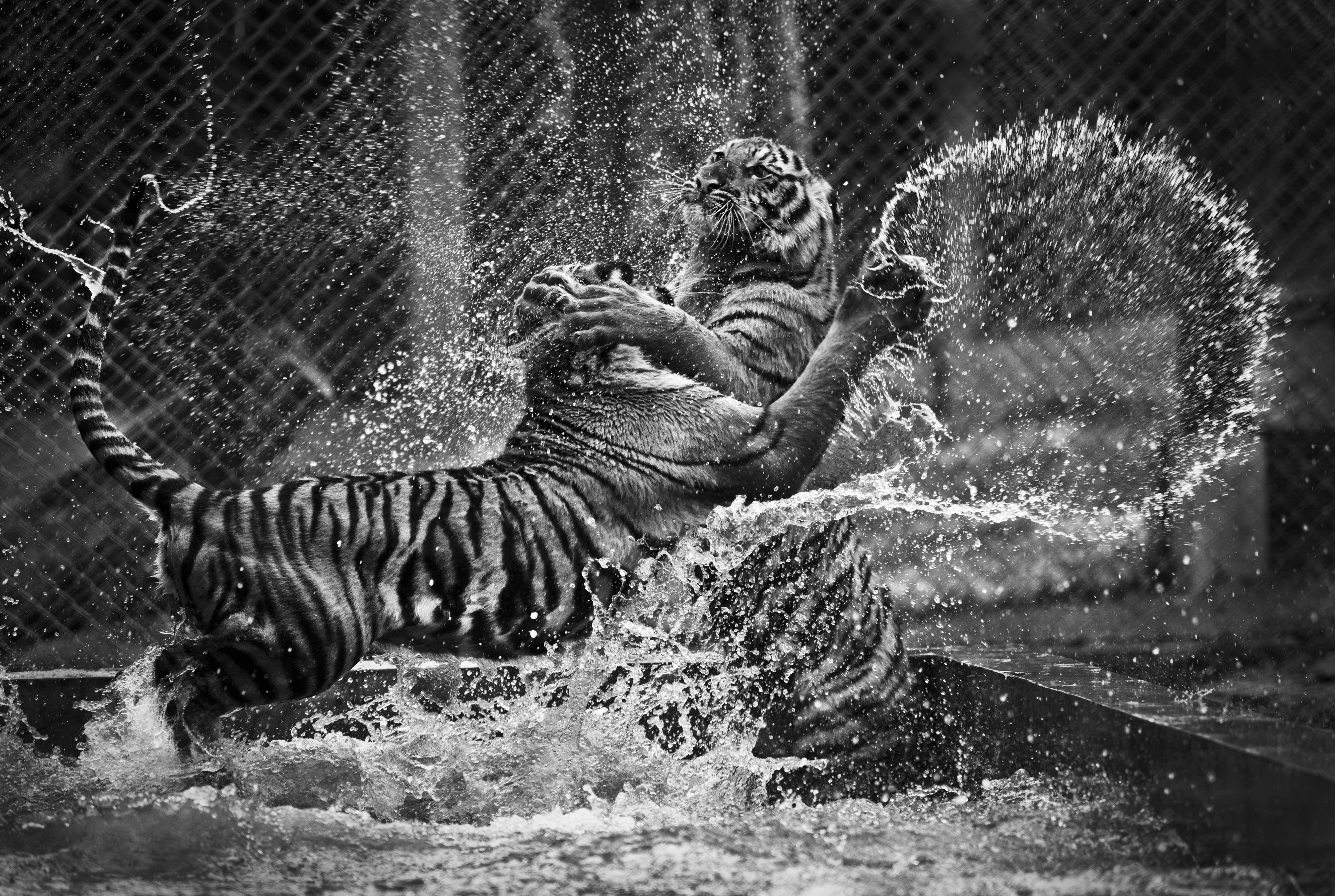 tiger, zoo, monochrome, animal, vertebrate, nature, water, 5K, black Color, outdoors, animal wildlife, mammal, tigers, black And White, animal themes, HD Wallpaper