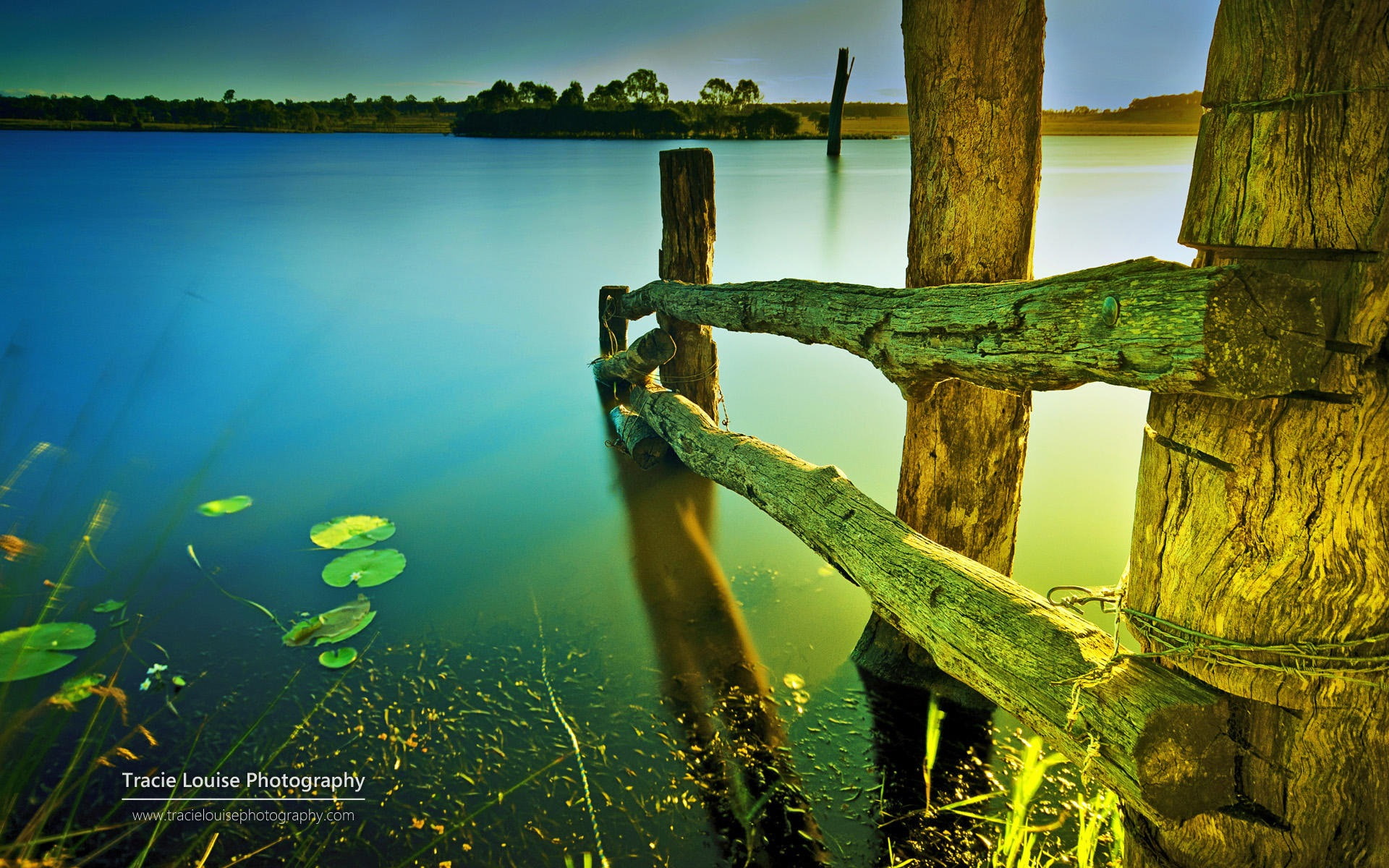 windows, outdoors, lake, australia, tree trunk, shallow, wooden post, green color, tranquility, tranquil scene, pier, beauty in nature, no people, wood - material, HD Wallpaper