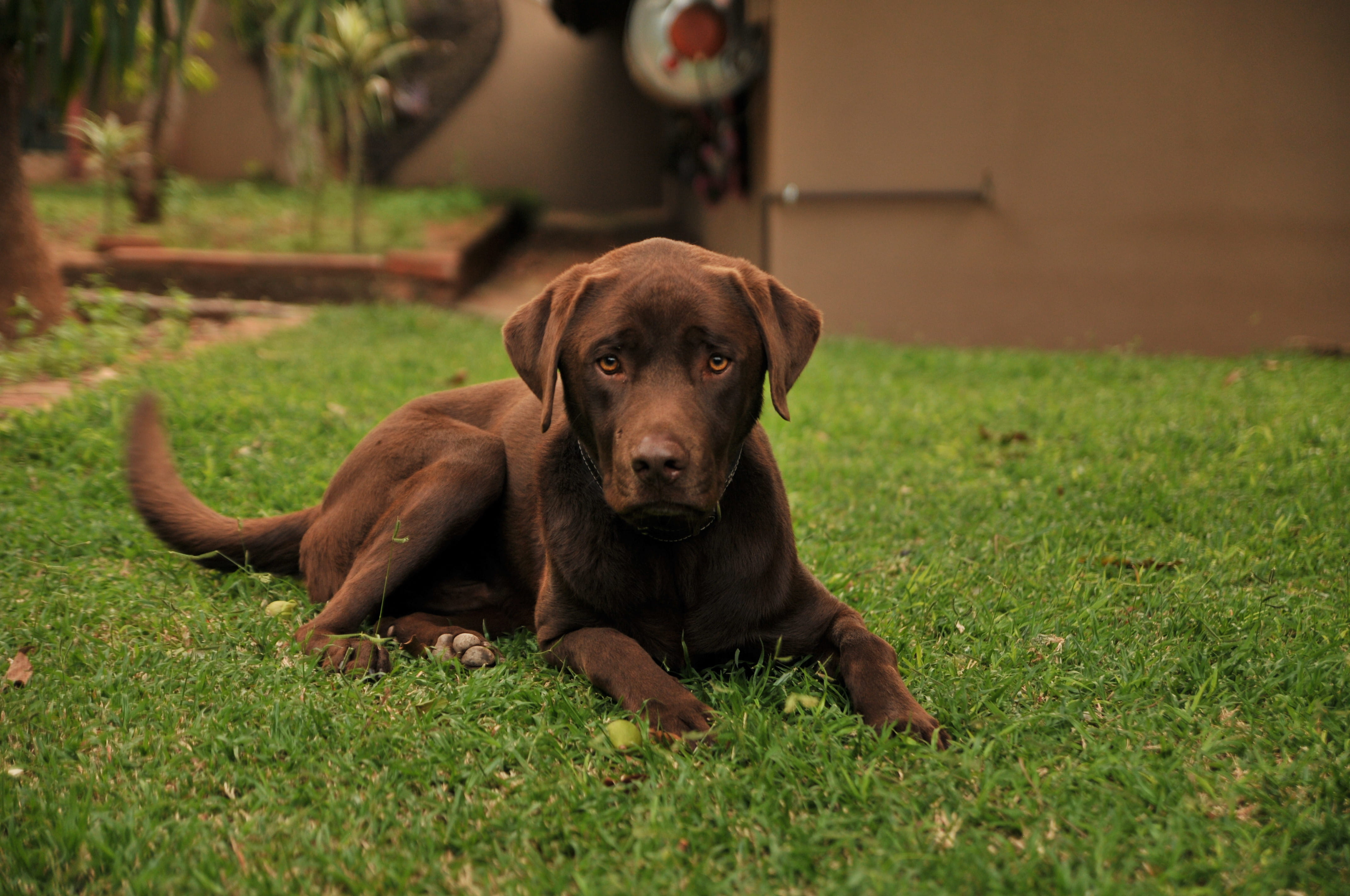 relaxation, one animal, plant, pet, 473 joseph bosman st, jar, nature, hound, no people, pottery, mammal, animal themes, domestic, field, pretoria, dog, HD Wallpaper