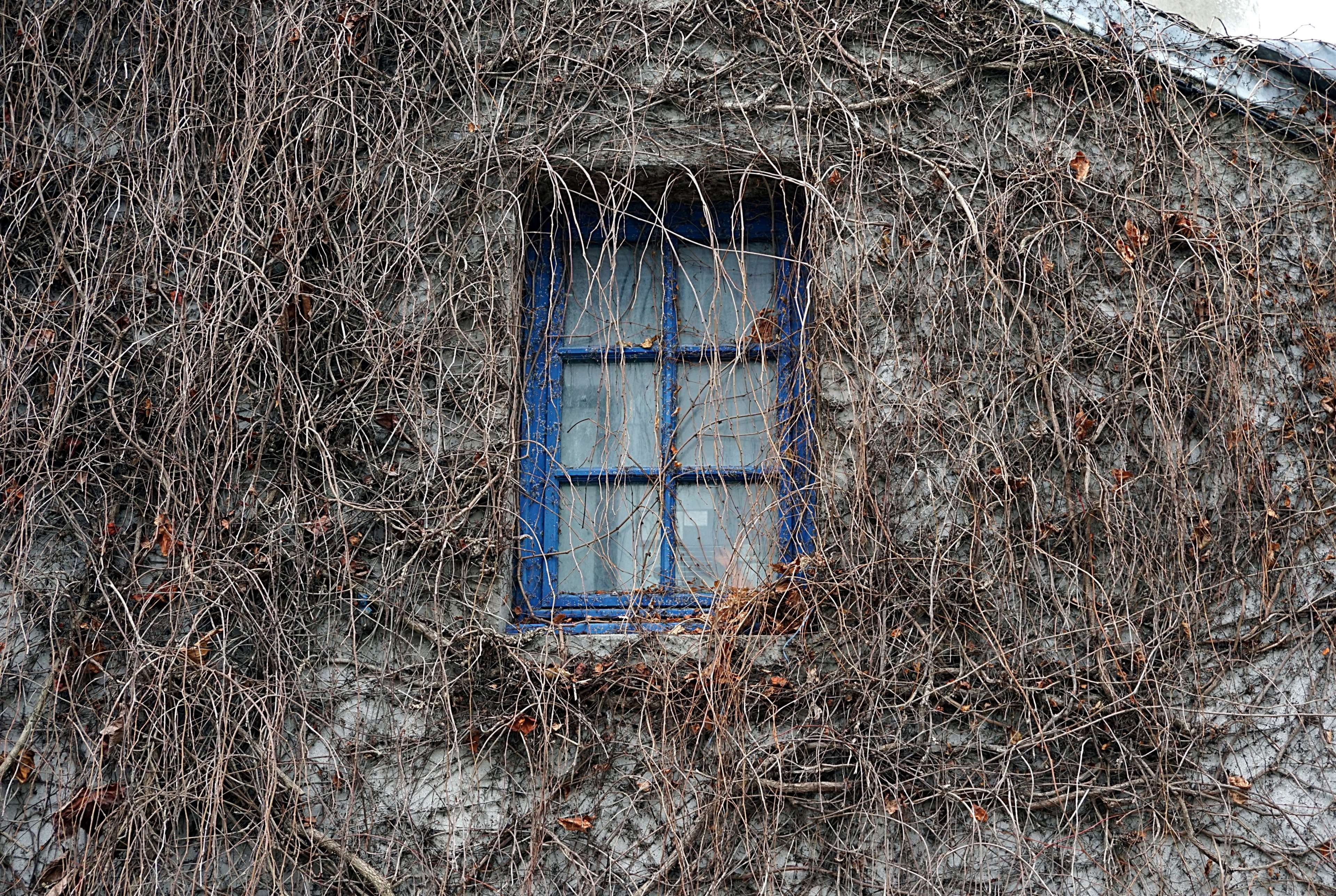 close-up, wood - material, built structure, bleu, bare tree, dry, no people, nature, damaged, window, day, building, closed, security, mur, old, 4K, abandoned, HD Wallpaper