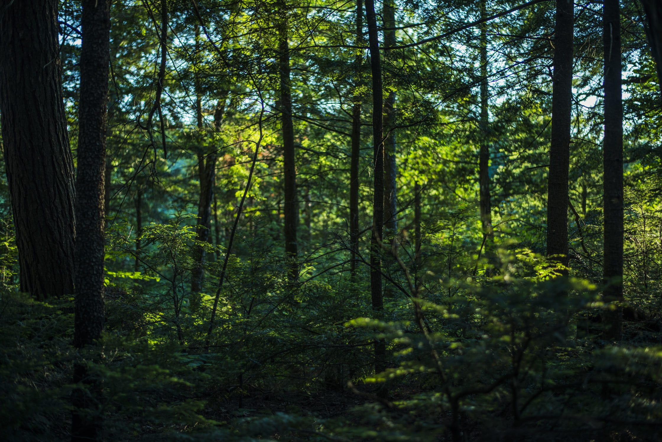 1080P, tree, environment, day, scenics - nature, nature, growth, lush foliage, beauty in nature, thick, plant, Backgrounds, woodland, photo, Earth, tree trunk, HD Wallpaper