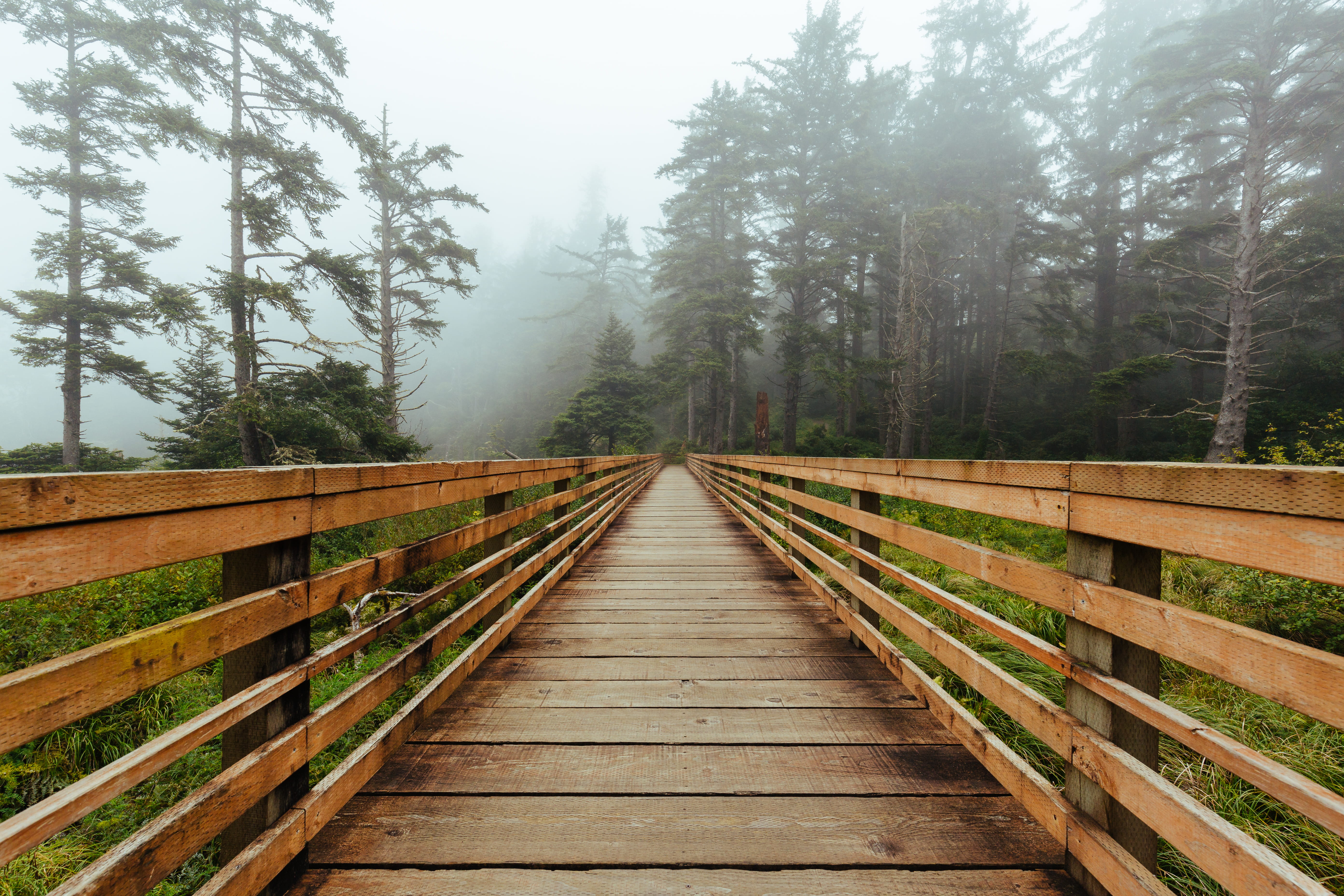 moody, river, cape disappointment, woodland, misty, fog, pnw, outdoor, wooden foot path, scenics, travel, bridge - Man Made Structure, 5K, green Color, HD Wallpaper
