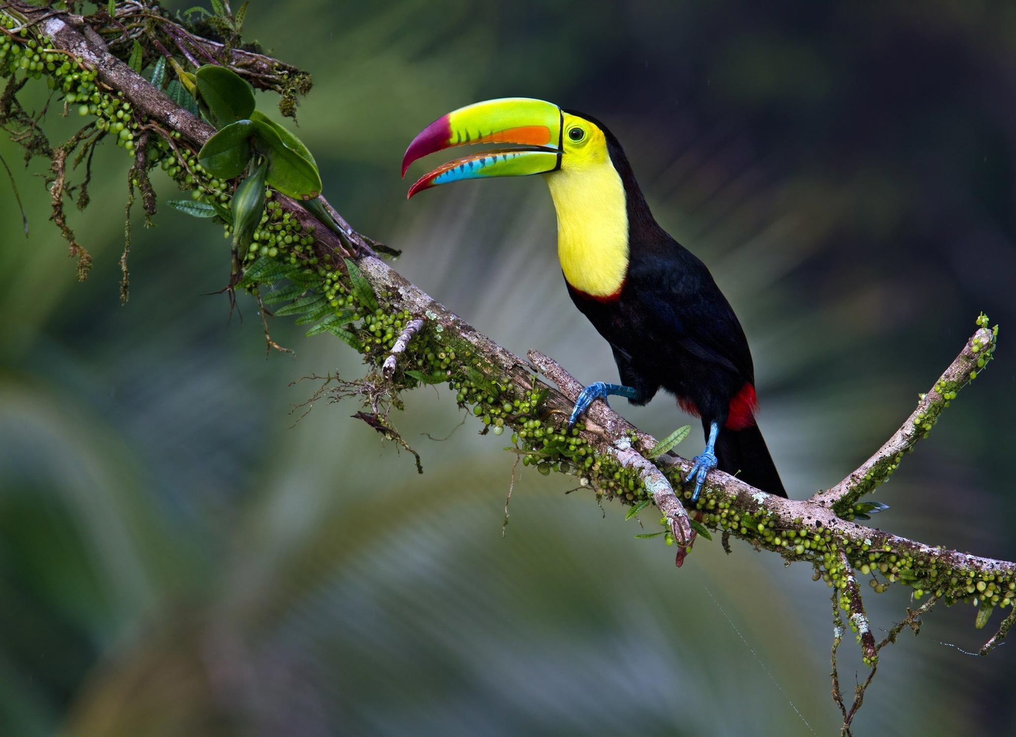 tucan, ave, animales, 1080P, arbol, HD Wallpaper
