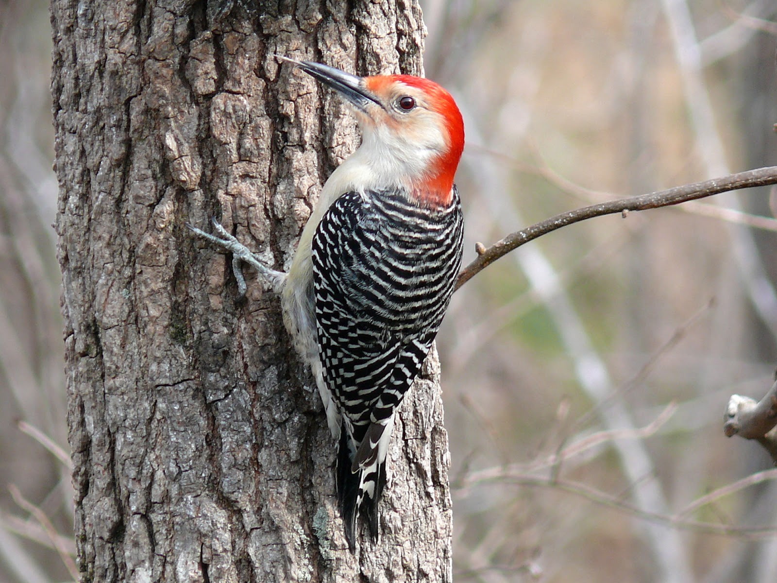 animales, pajaro, carpintero, 720P, tronco, ave, HD Wallpaper