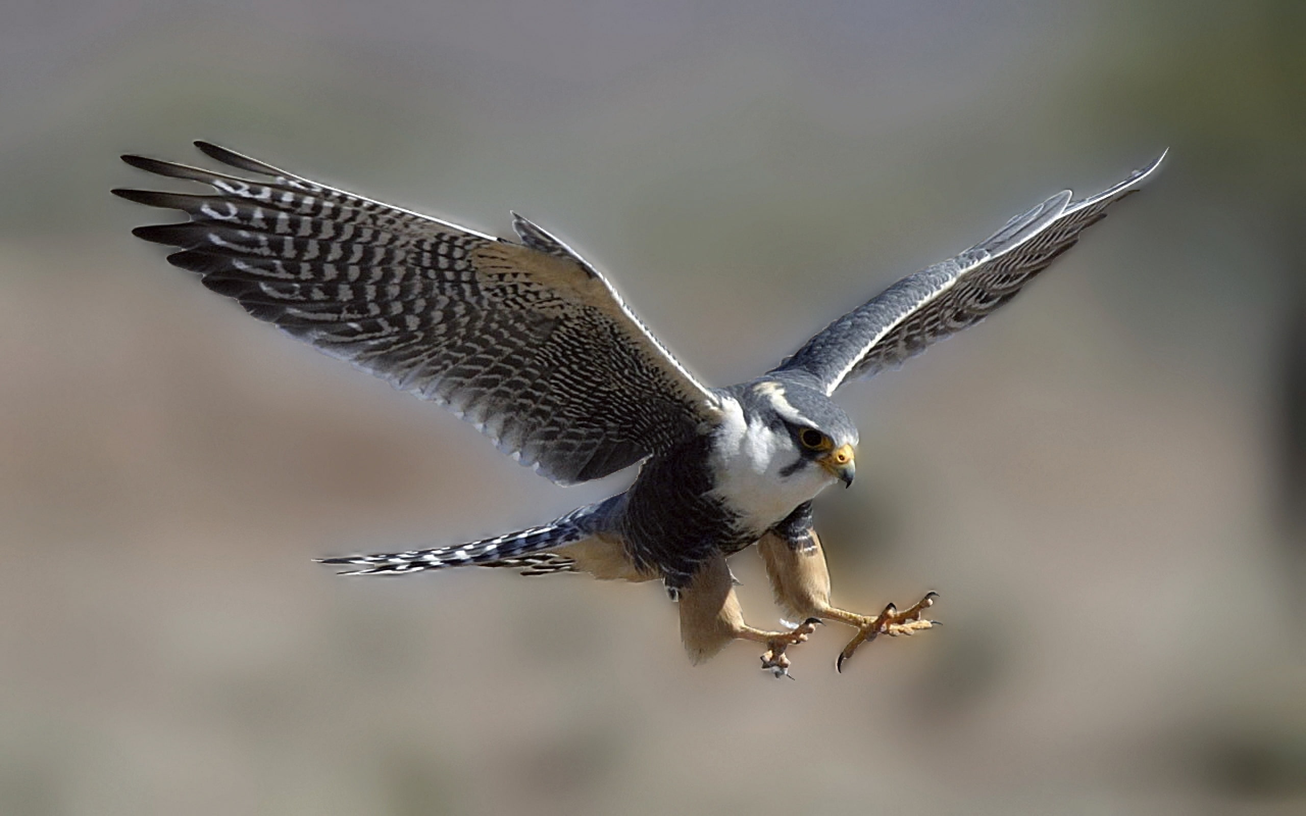 ave, day, bird, motion, 2K, animal, flying, bird of prey, falcon - bird, flapping, spread wings, rapaz, halcon, mid-air, full length, animals in the wild, HD Wallpaper