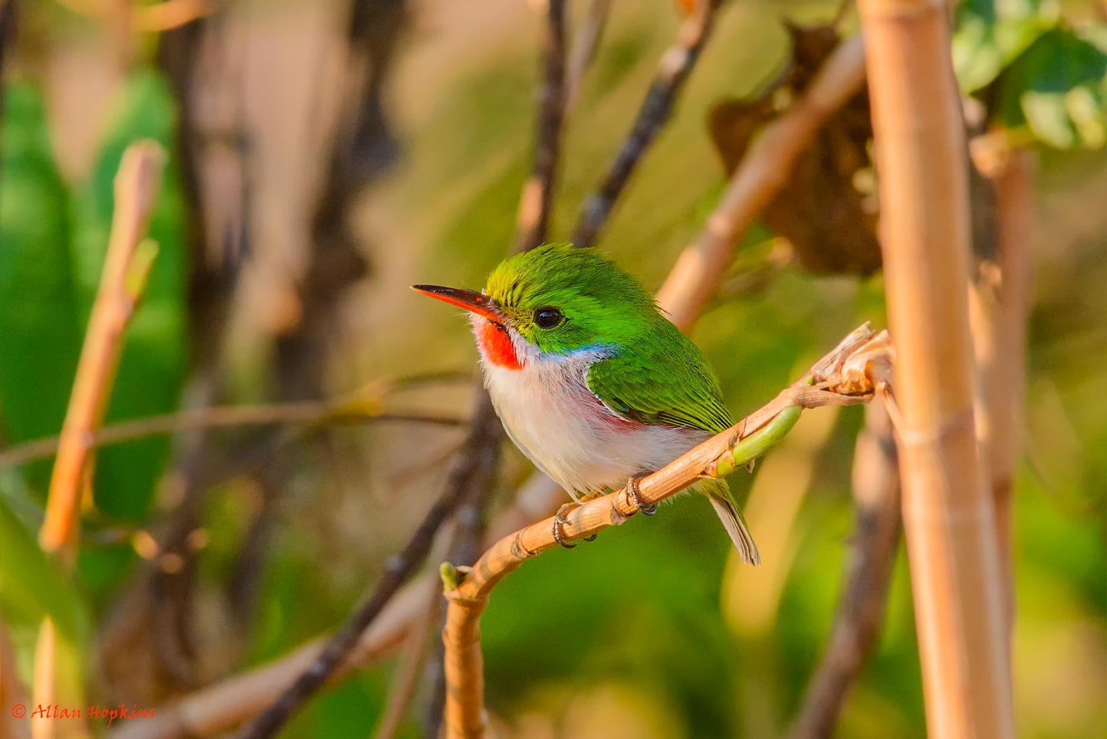 Valle, beak, endemic, Ancón, nature, small, perchin, phylum, 720P, tody, Chordata, Cuban Tody, wildlife, taxonomy, class, subphylum, CUTO, binomial, Pinar del Rio  Cuba, HD Wallpaper