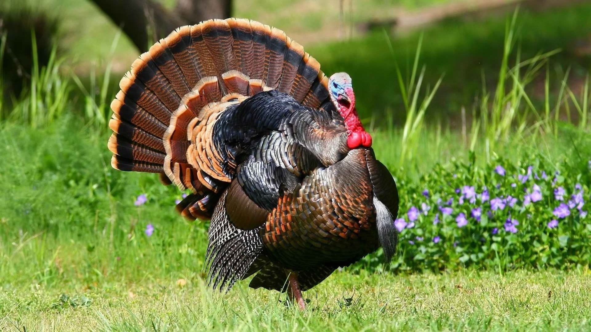 pavo, comun, aves, 1080P, animales, HD Wallpaper