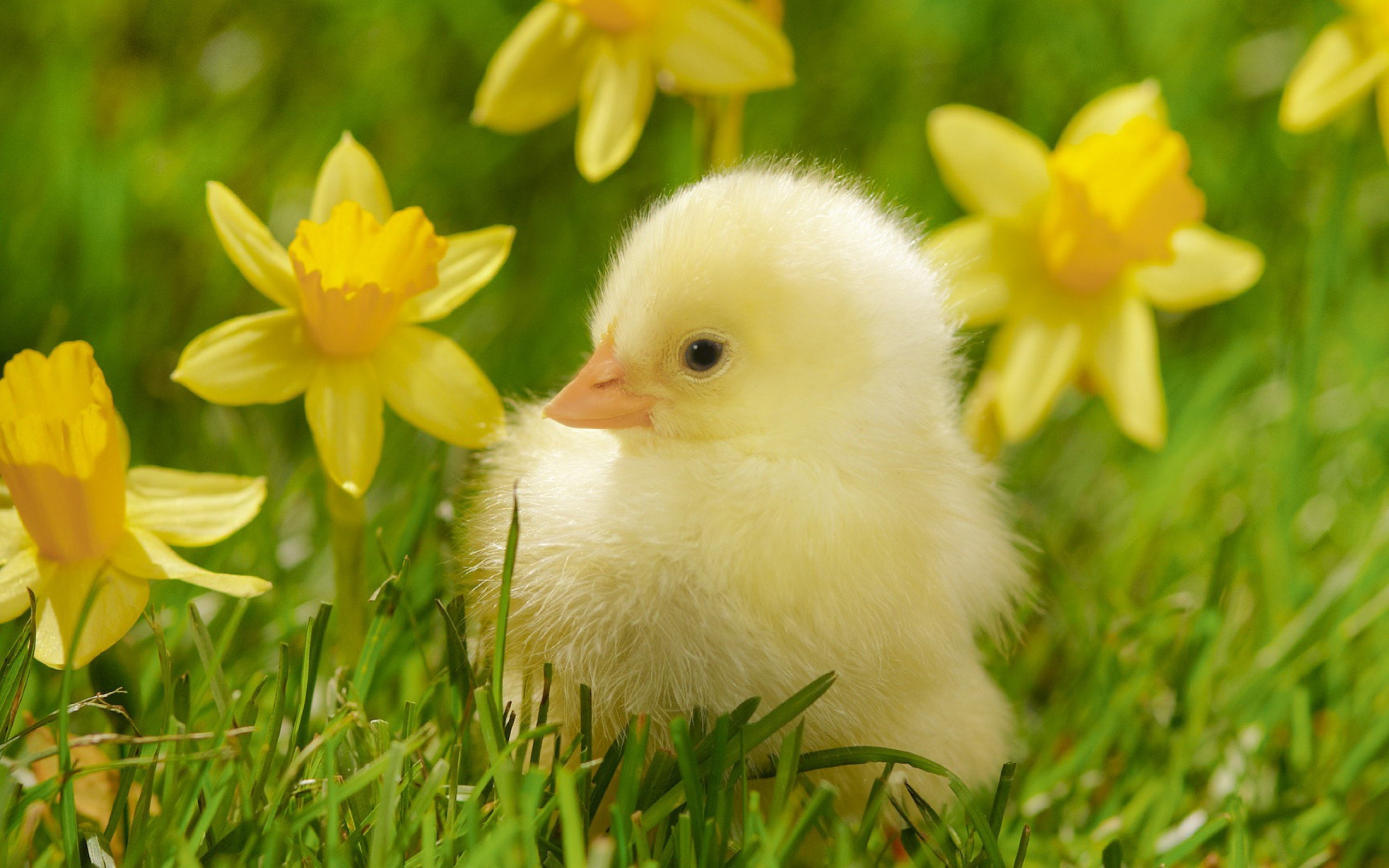 Ave, Gallina, Pollito, Animales, 2K, HD Wallpaper
