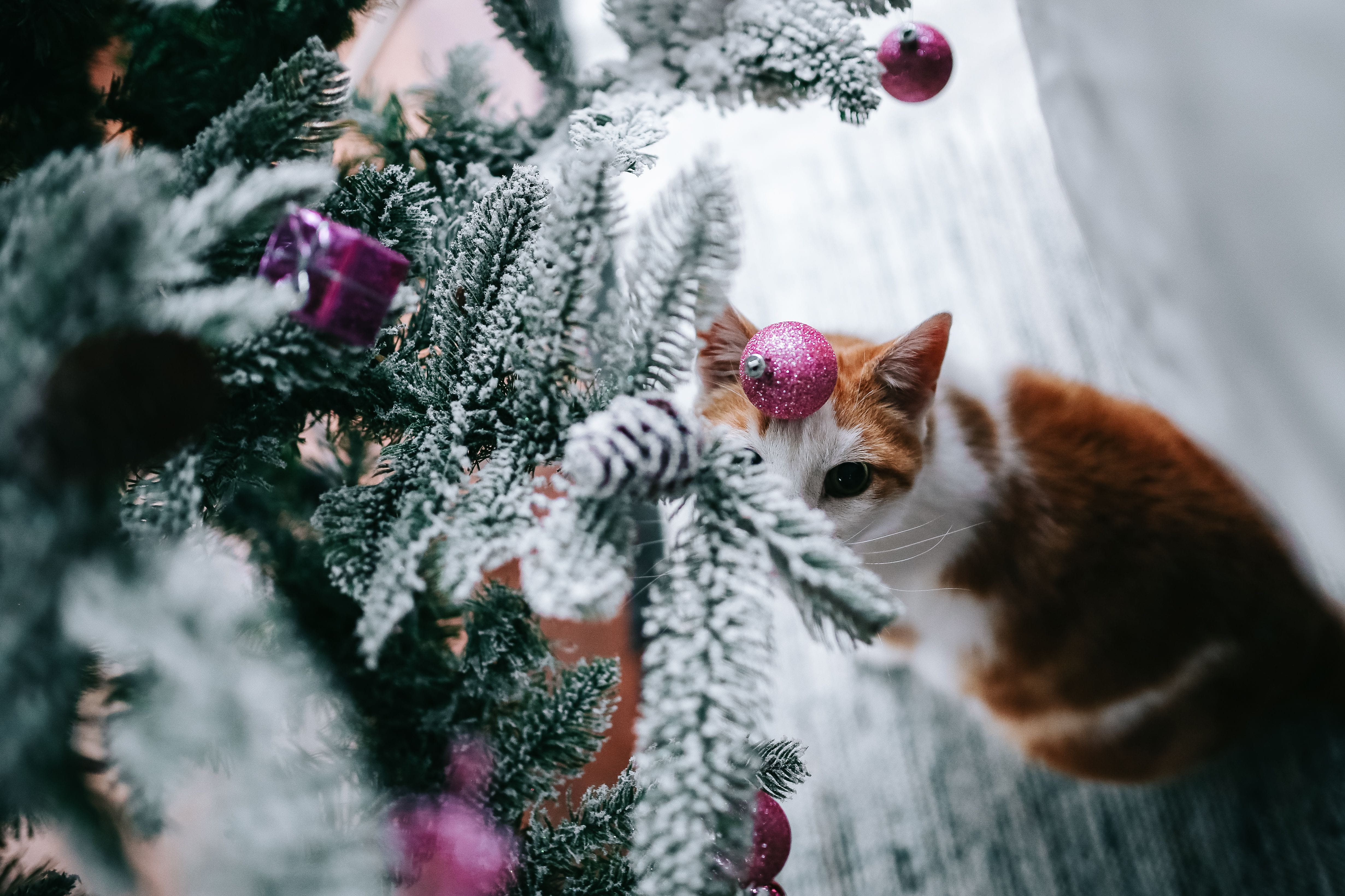 christmas, nature, domestic Cat, holiday, domestic animals, one animal, whisker, selective focus, Christmas tree, animal themes, mammal, christmas decoration, HD Wallpaper