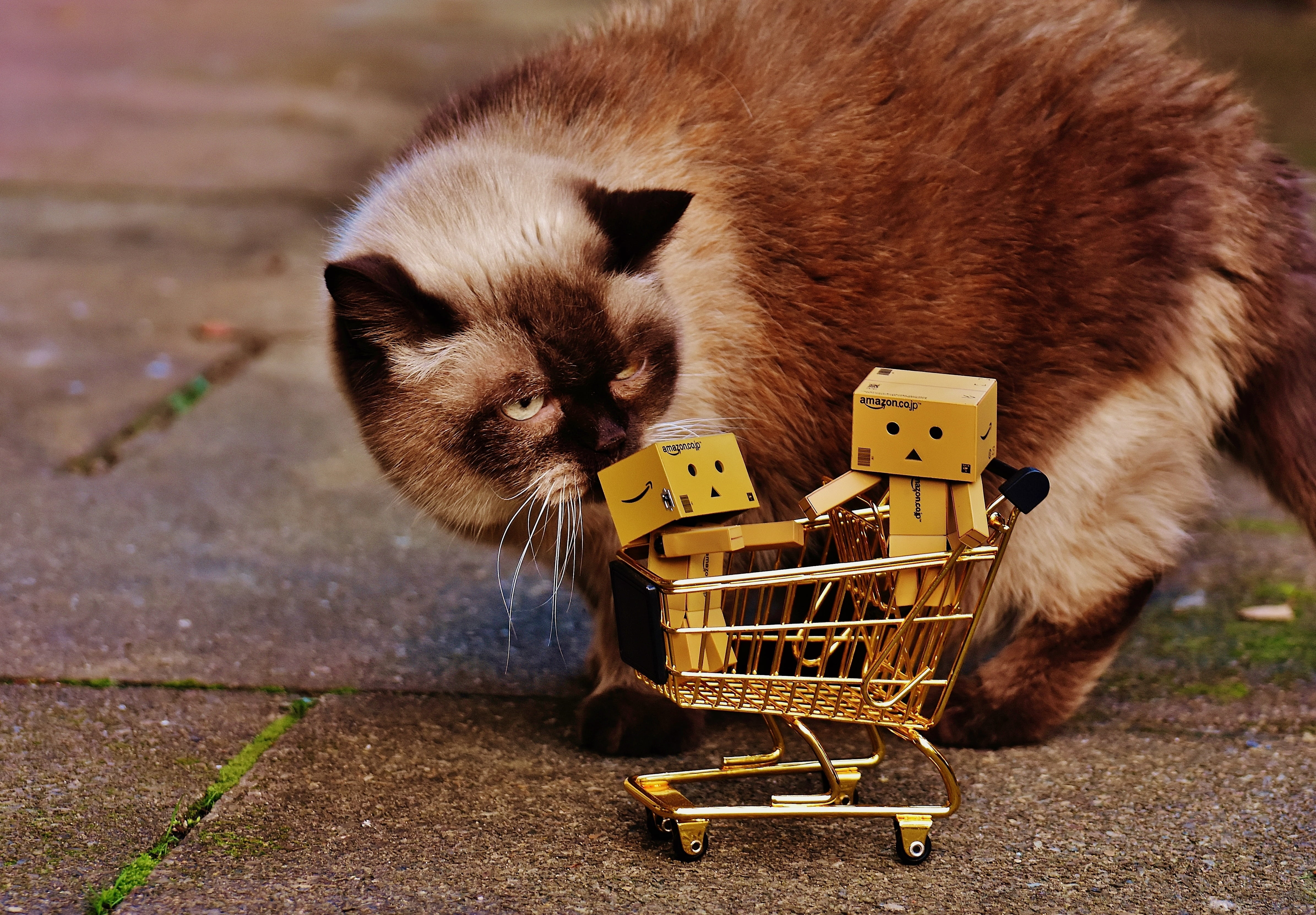 domestic animals, one animal, funny, mammal, vertebrate, danbo, shopping, pets, animal wildlife, basket, cat, cute, christmas, day, full length, advent, HD Wallpaper