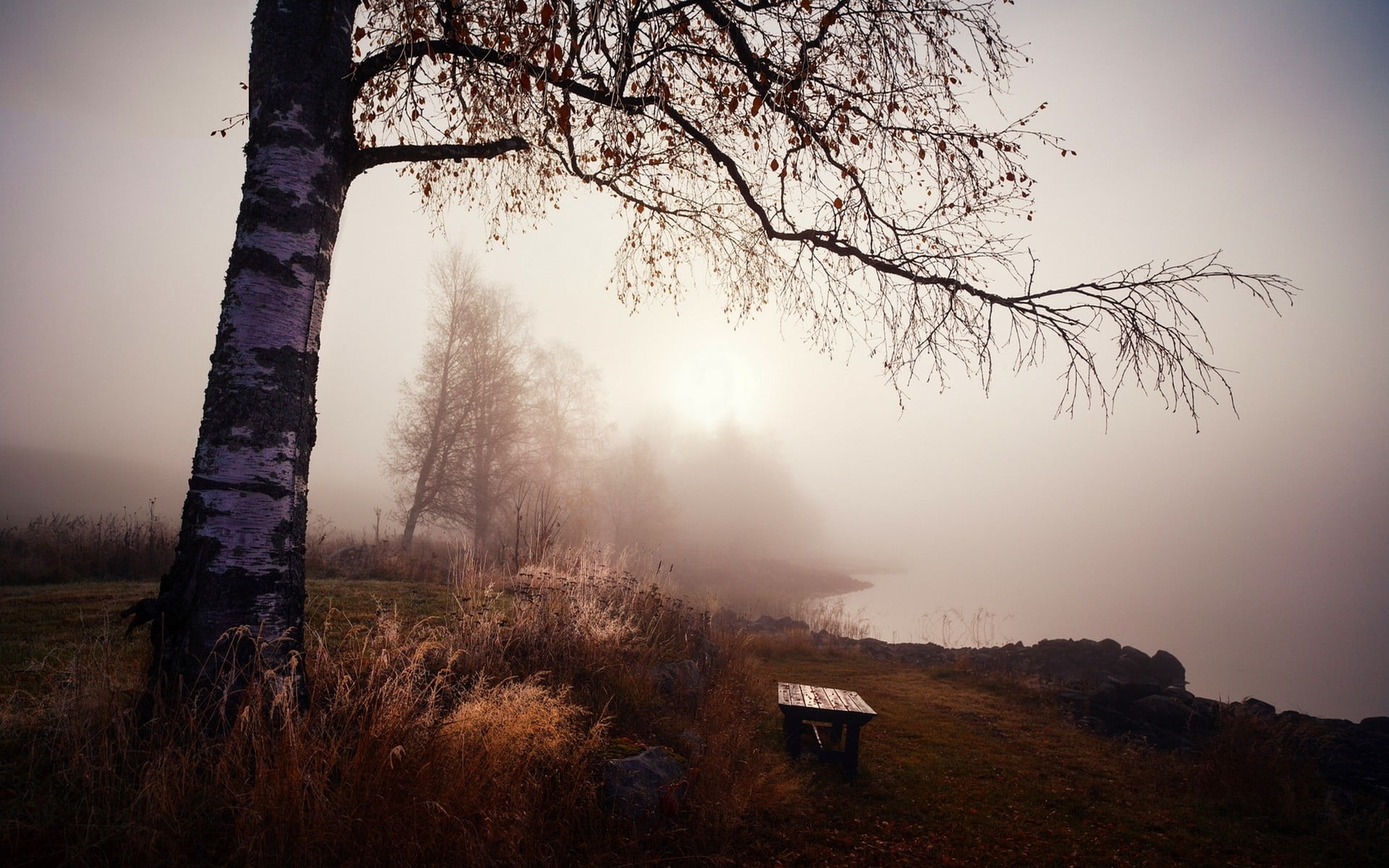 outdoors, lake, fall, growth, bare, tree trunk, environment, tree, scenics - nature, gray, sky, branch, land, beauty in nature, nature, morning, trunk, HD Wallpaper