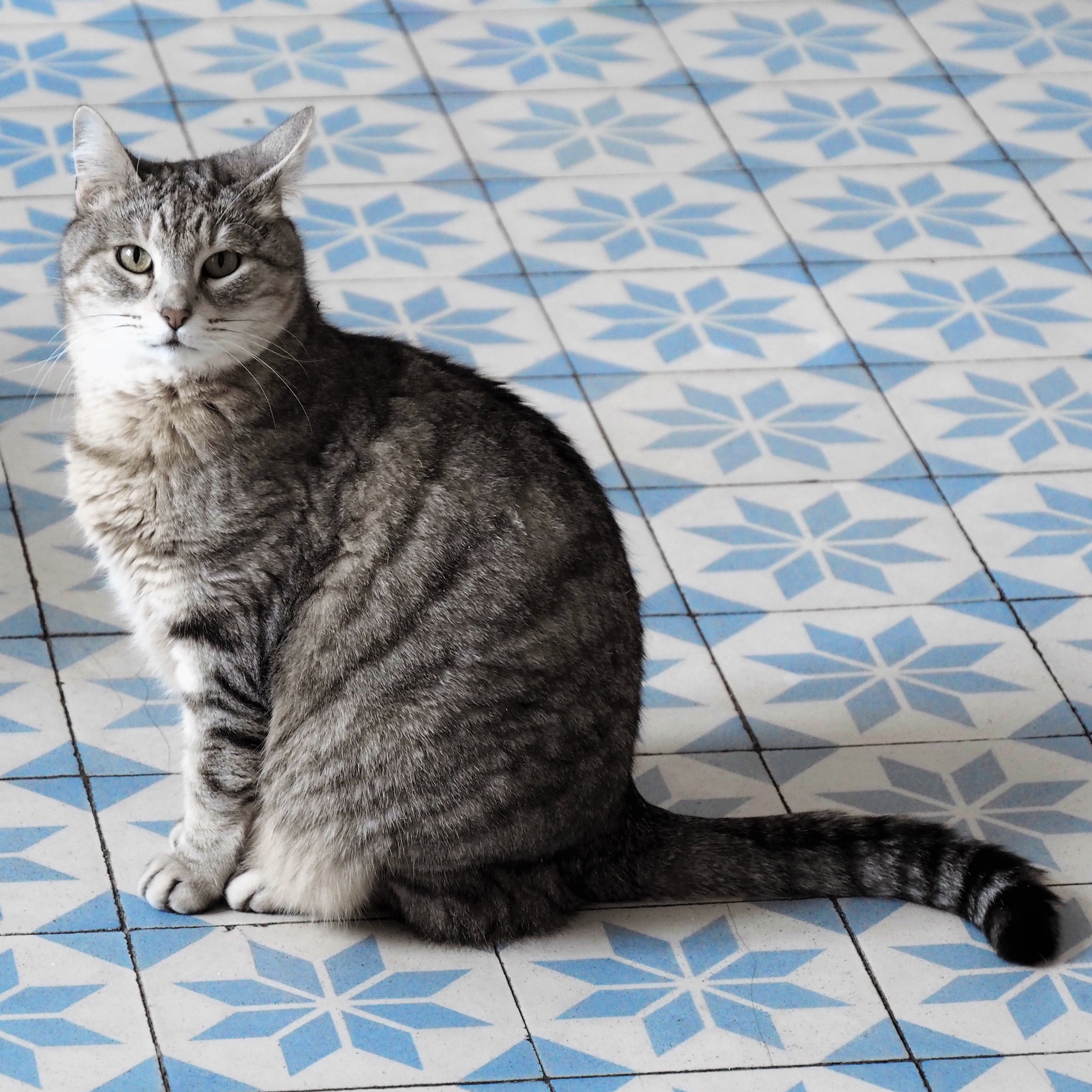 domestic animals, pattern, vertebrate, tile, maine coon cat, domestic cat, sitting, relaxation, full length, cat, monalisa, animal, gatto, tiled floor, HD Wallpaper