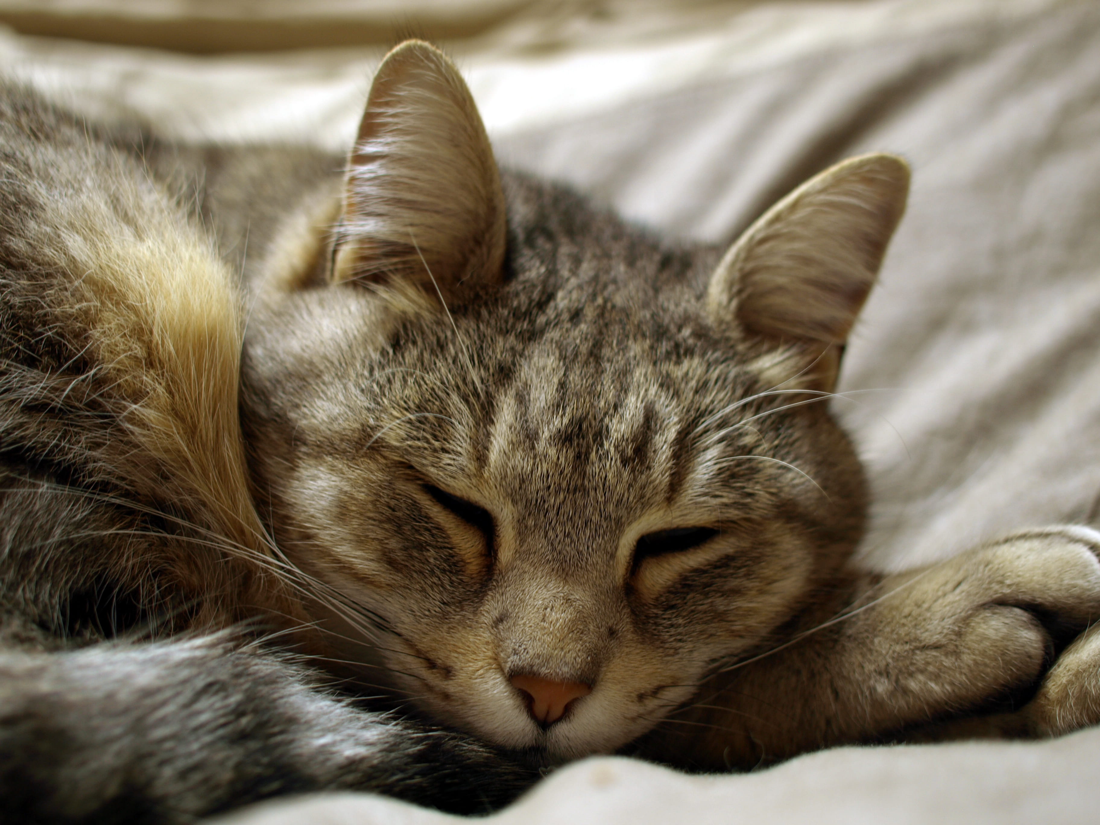 2K, monalisa, animal themes, sleeping, close-up, mammal, no people, one animal, cat, domestic, vertebrate, feline, animal, furniture, pets, eyes closed, HD Wallpaper