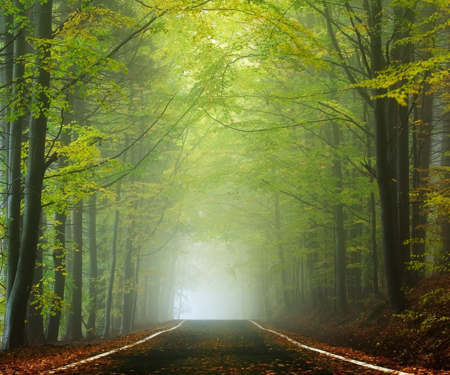 plant, no people, the way forward, direction, beauty in nature, wooden, green, outdoors, trunk, brown, woodland, sunlight, bamboo - plant, painting, forest, HD Wallpaper