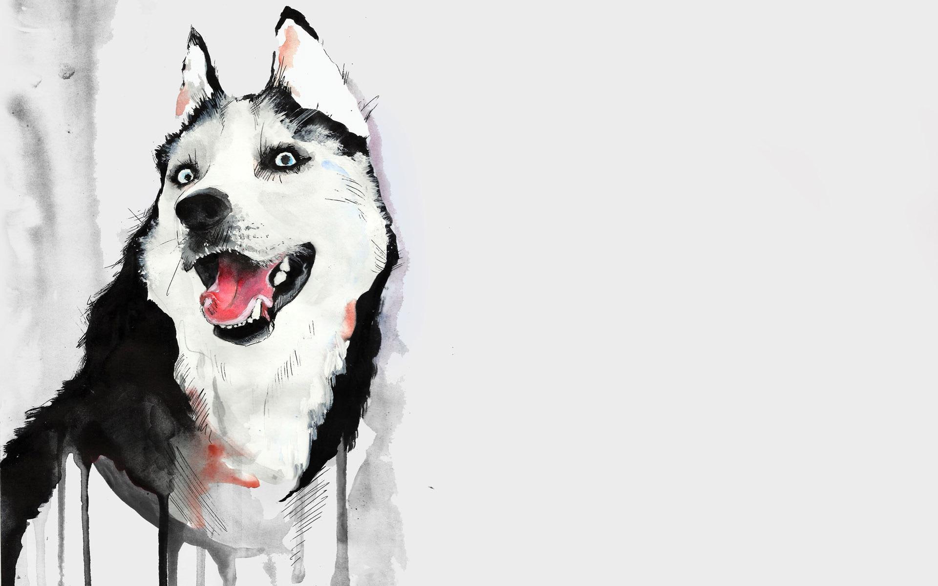 illustration, husky, artistic, black, siberian, 1080P, 1920x1200, drawing, white, HD Wallpaper