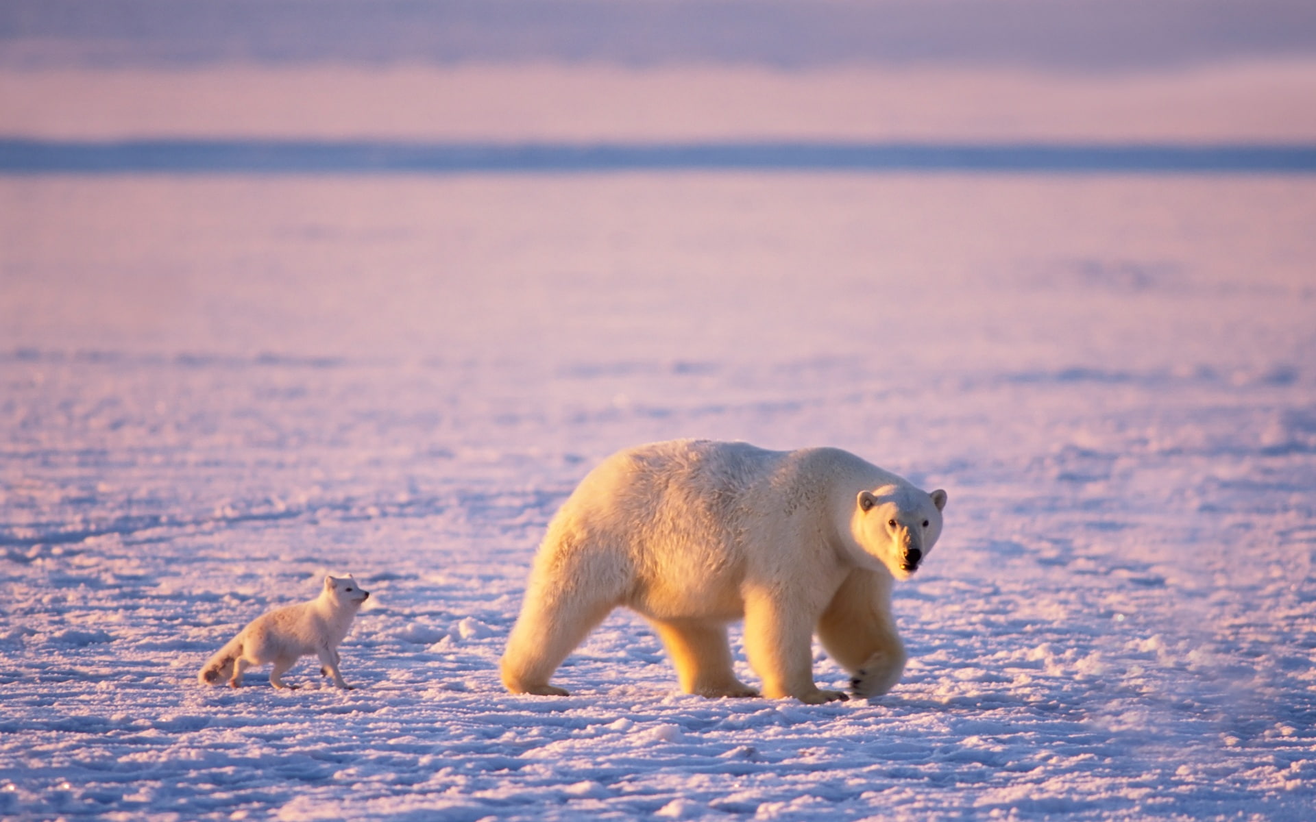 Polar, 1080P, animals, Foxes, Animal, Bear, bears, Arctic, HD Wallpaper
