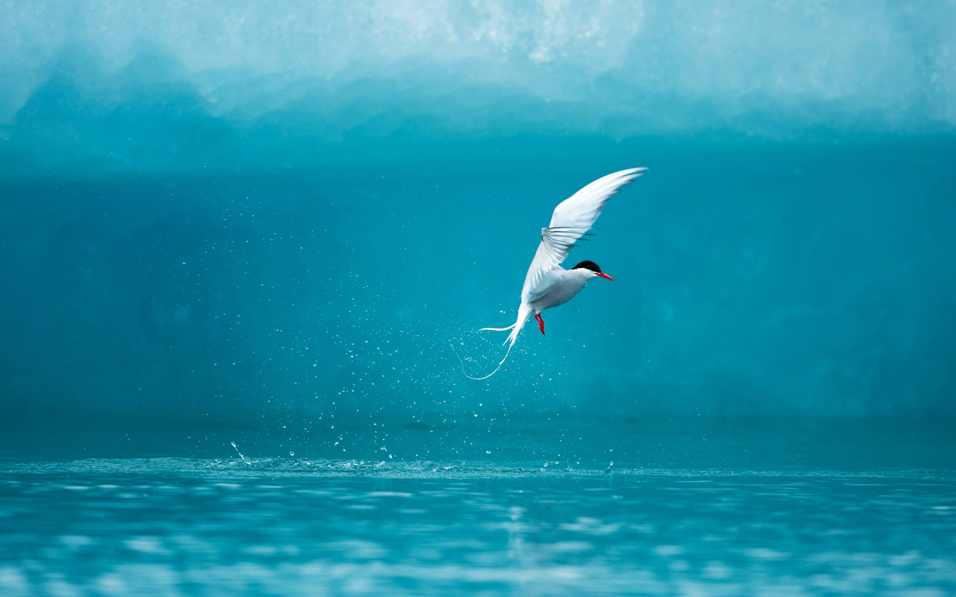 tern, 1080P, arctic, HD Wallpaper