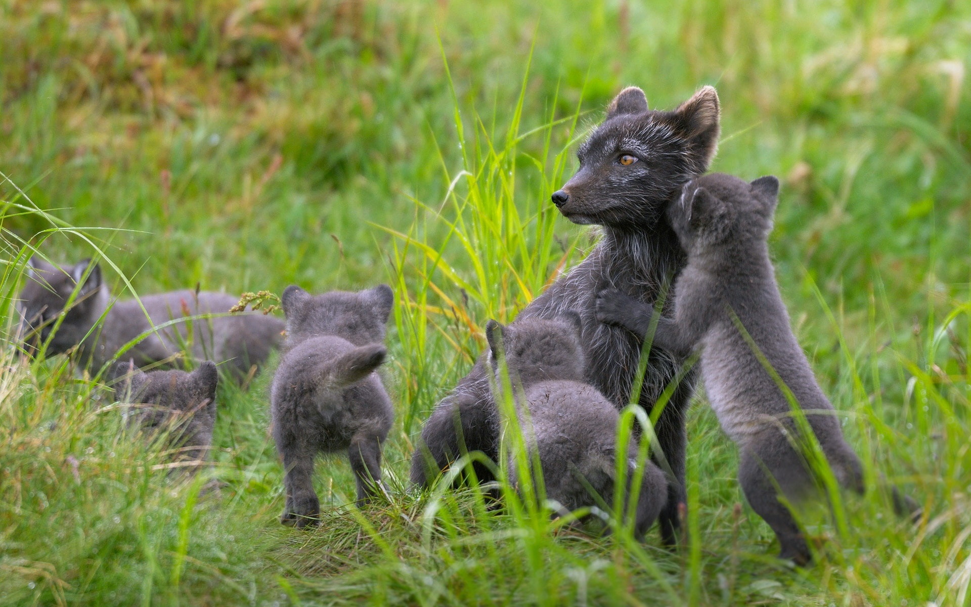 Grass, Arctic, 1080P, Family, Summer, Fox, Finland, Black, HD Wallpaper