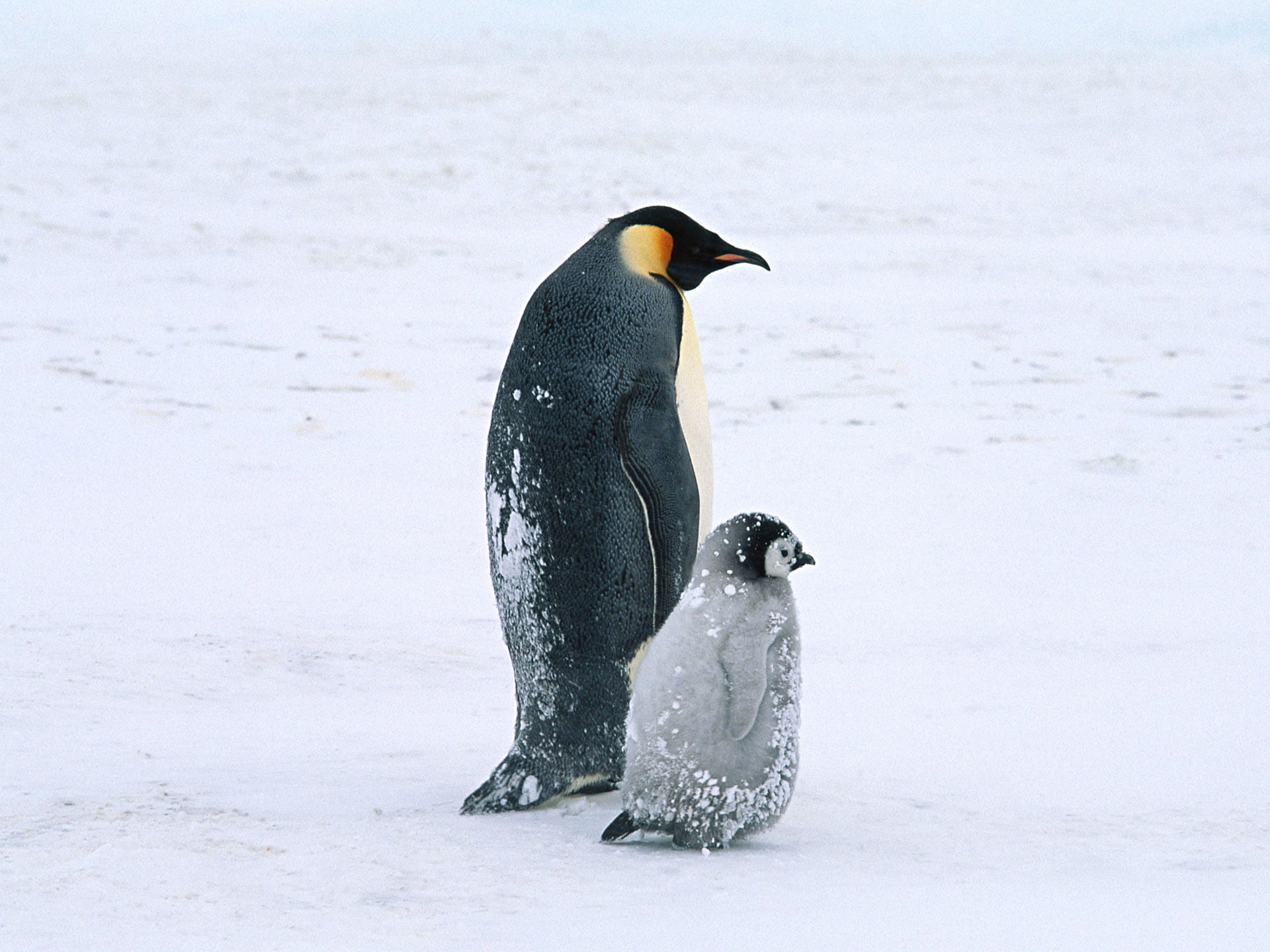 arctic, penguins, 1080P, life, HD Wallpaper