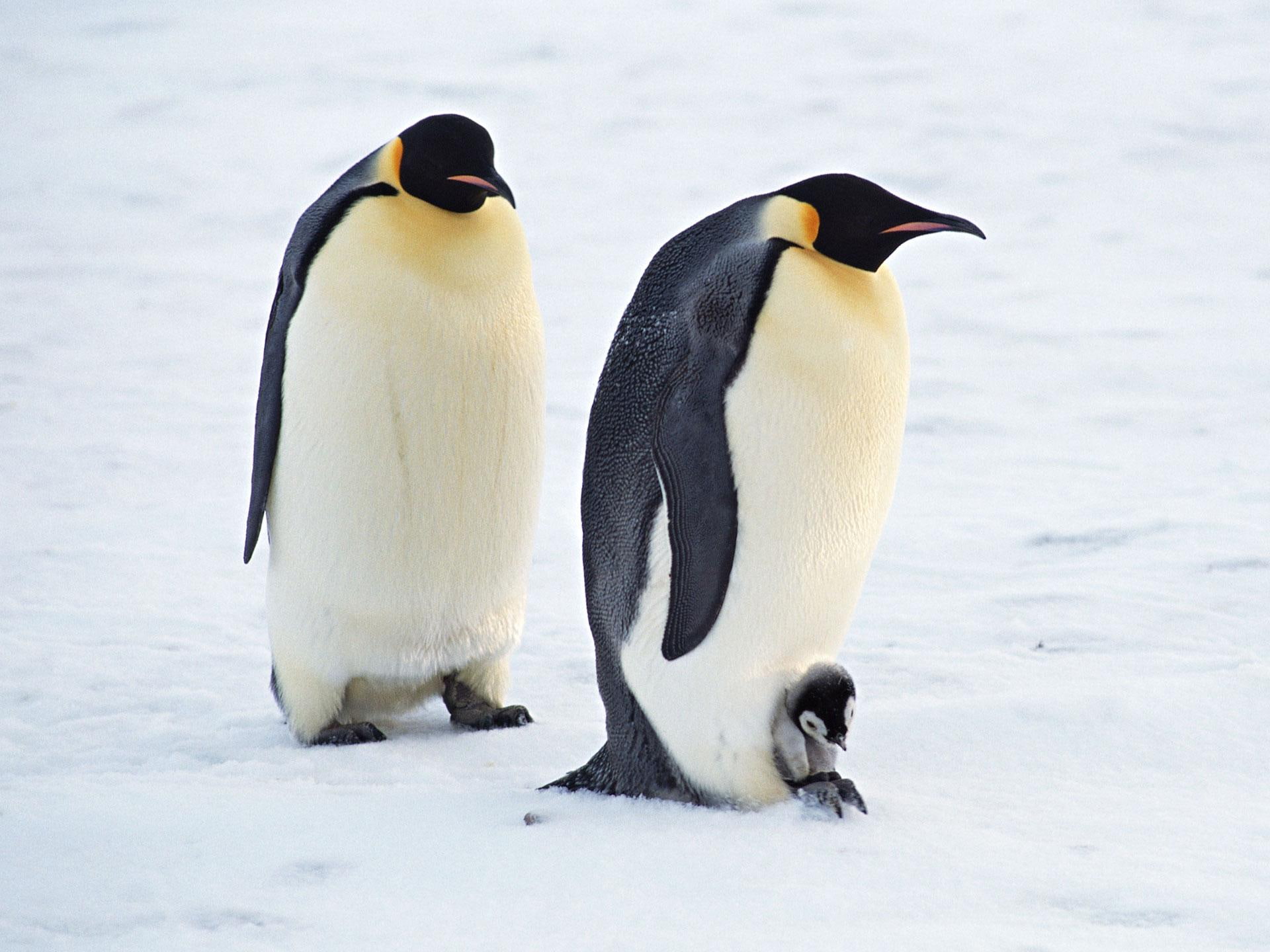 pair, penguins, 1080P, animals and birds, arctic, HD Wallpaper