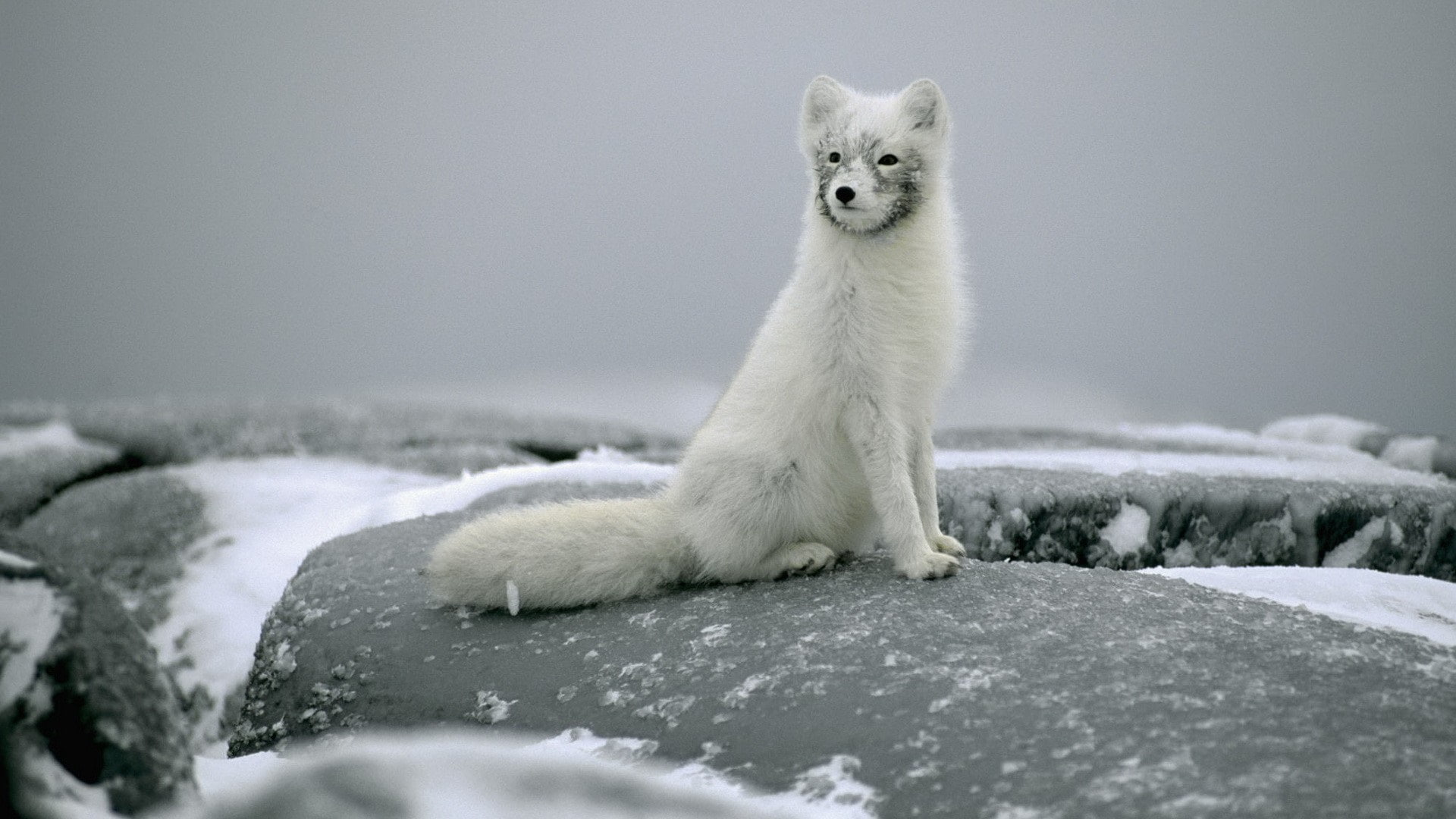 Fox, Rock, Arctic, Sitting, 1080P, HD Wallpaper