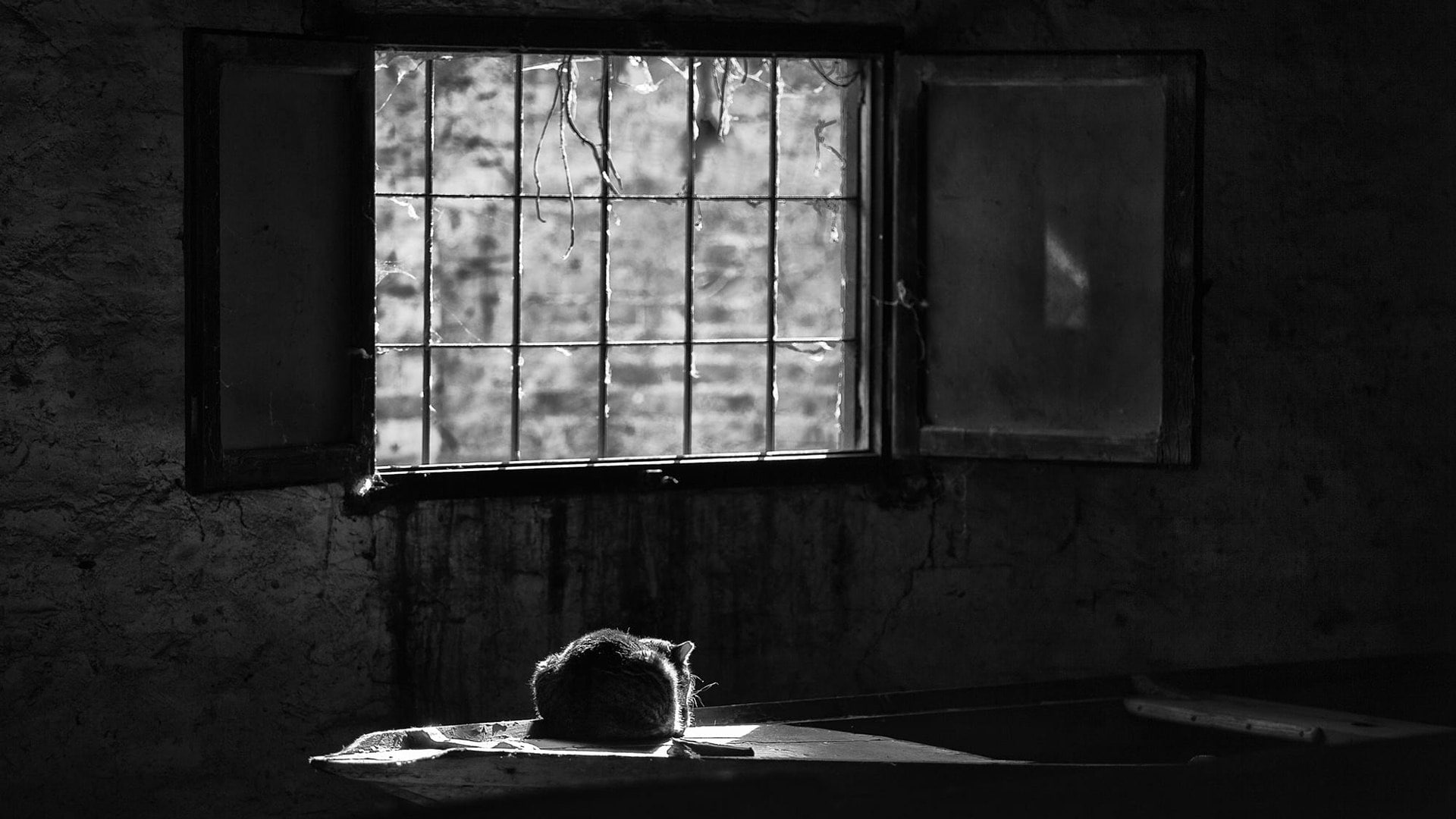 1080P, monochrome photography, cat, black and white, darkness, window, solitude, HD Wallpaper