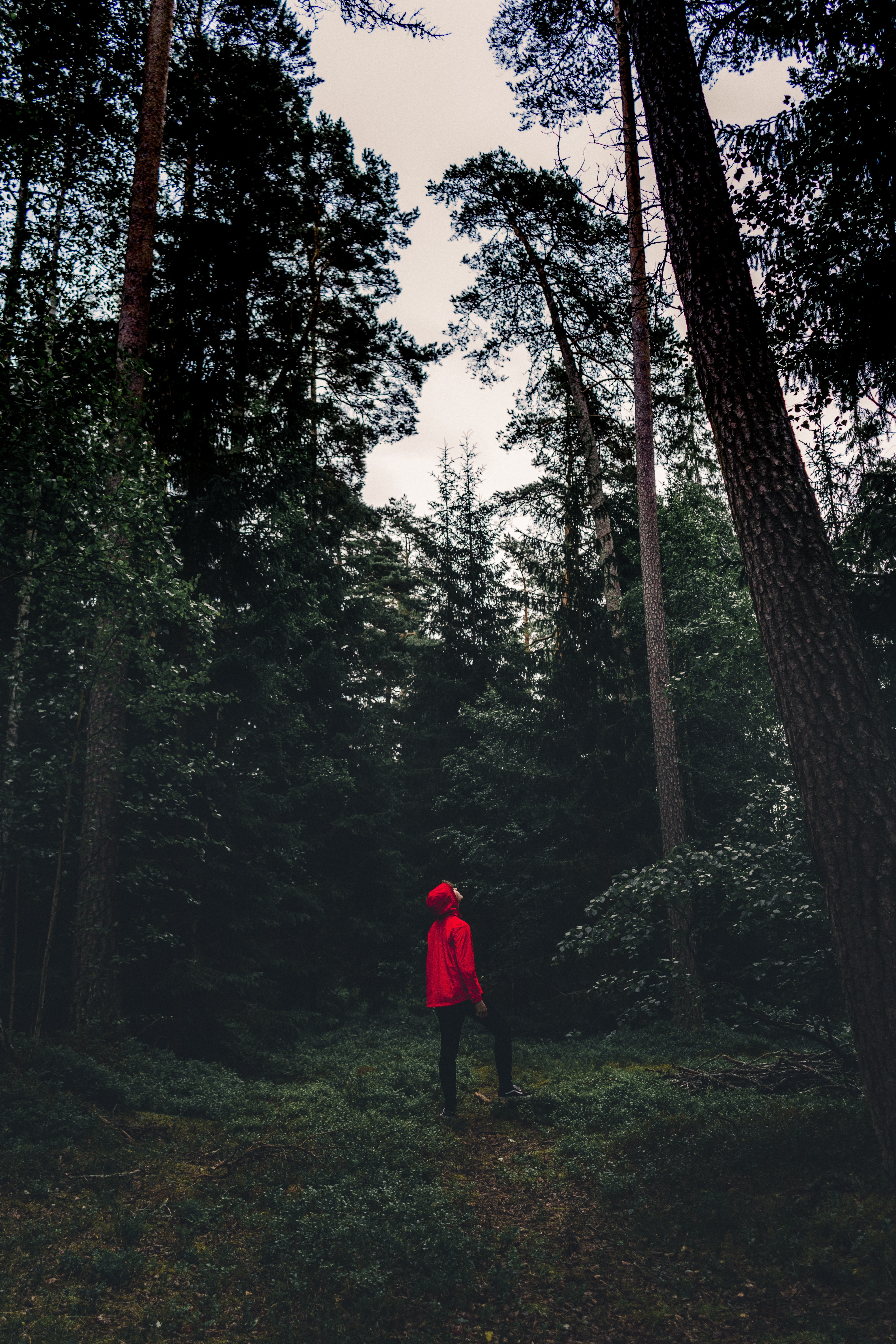 woodland, forest, real people, person, 5K, silhouette, lifestyles, trunk, tree, rear view, nature, growth, walking, trees, land, solitude, women, alone, Phone HD Wallpaper