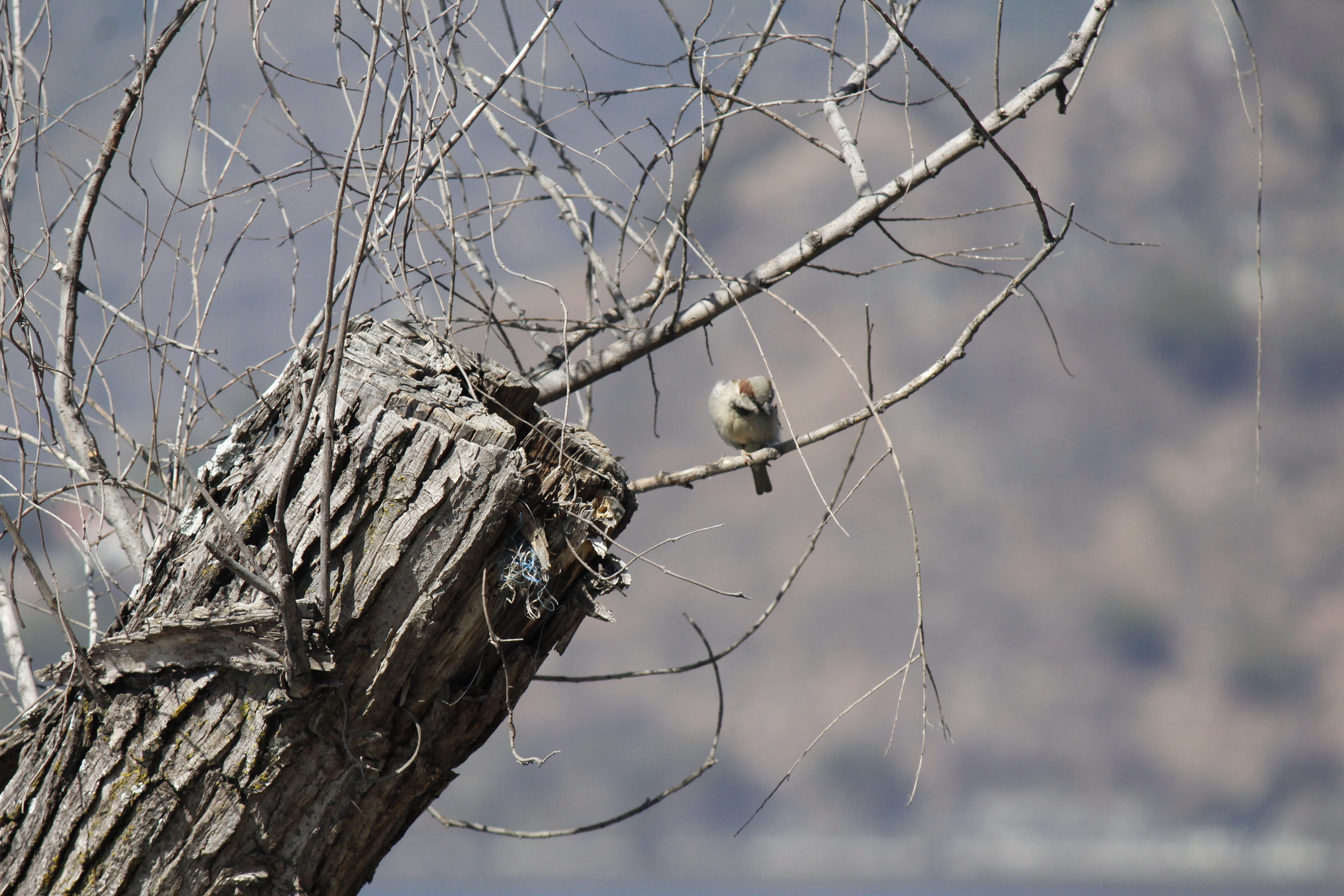bird, outdoors, sky, tree, focus on foreground, bare tree, animal wildlife, perching, lake, branch, birds, vertebrate, one animal, no people, animal themes, HD Wallpaper